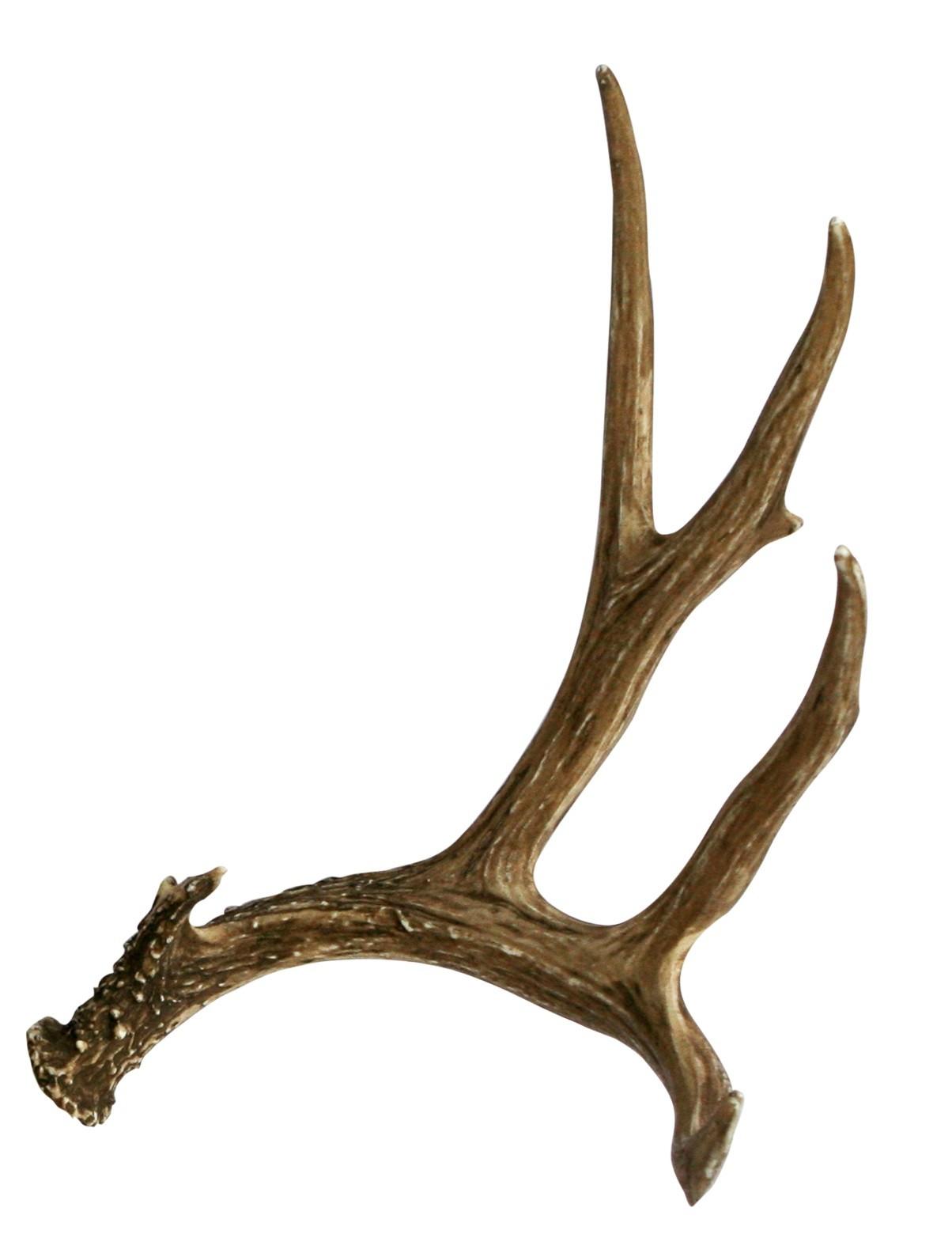 Deer Antler Wallpapers - Top Free Deer Antler Backgrounds - WallpaperAccess