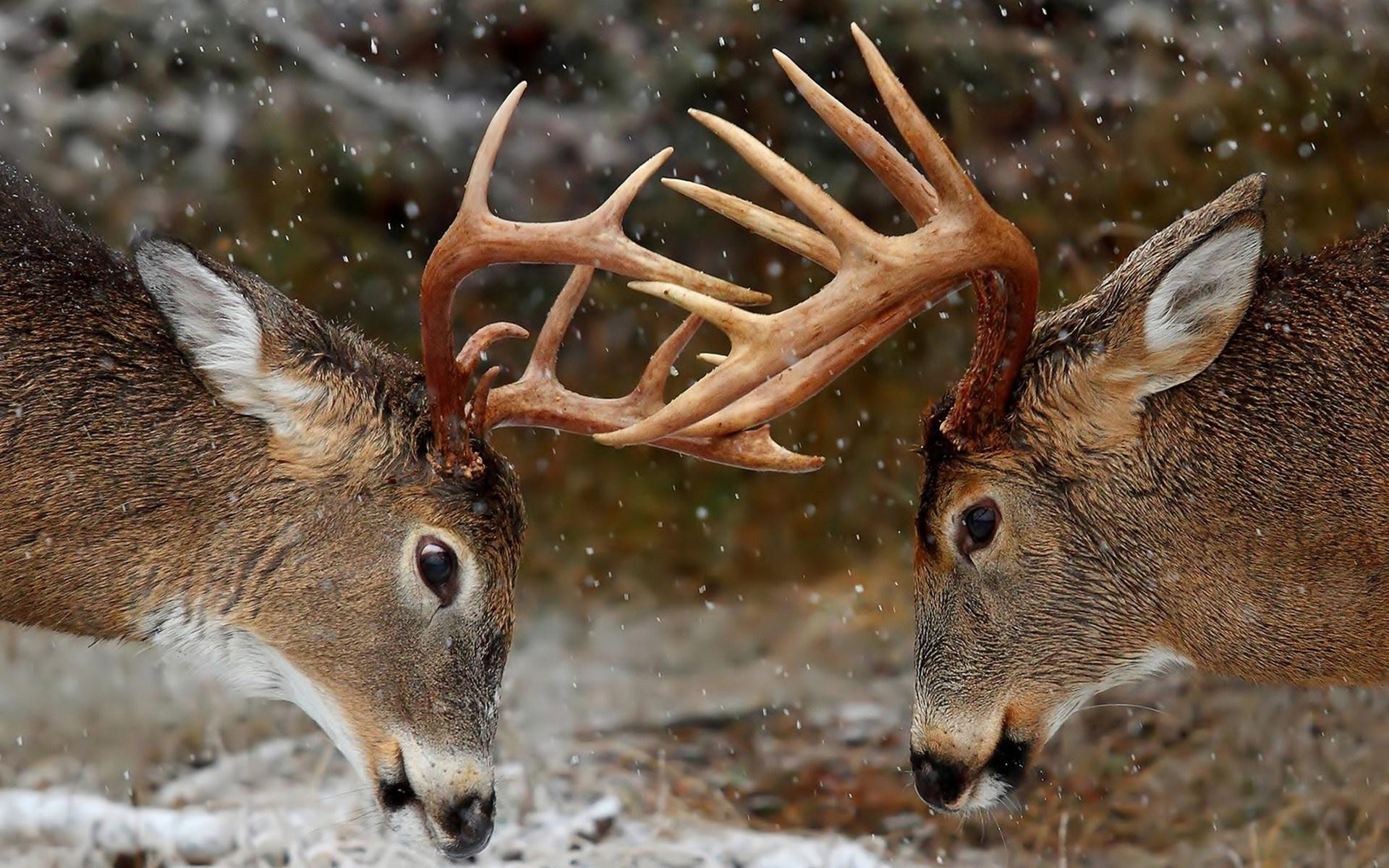 1920x1200 deer, Horns, Fight, Rivalry Wallpaper HD / Desktop and Mobile Background