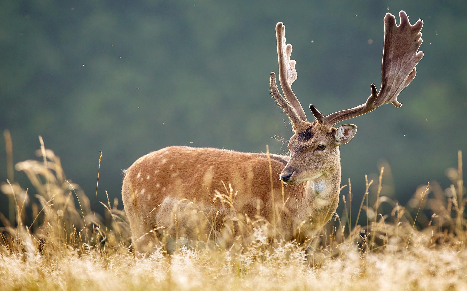 Deer Antler Wallpapers - Top Free Deer Antler Backgrounds - WallpaperAccess