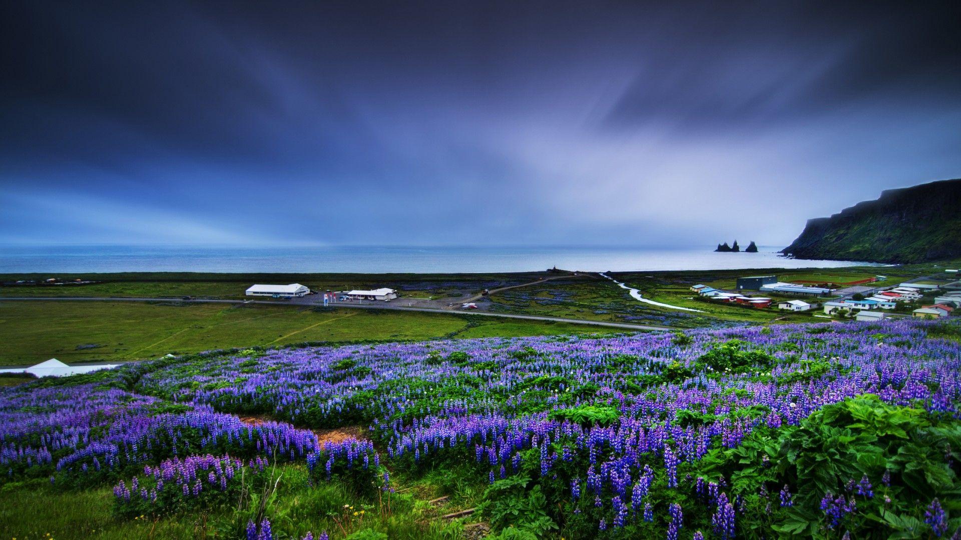 1920x1080 Beach Lilac flowers