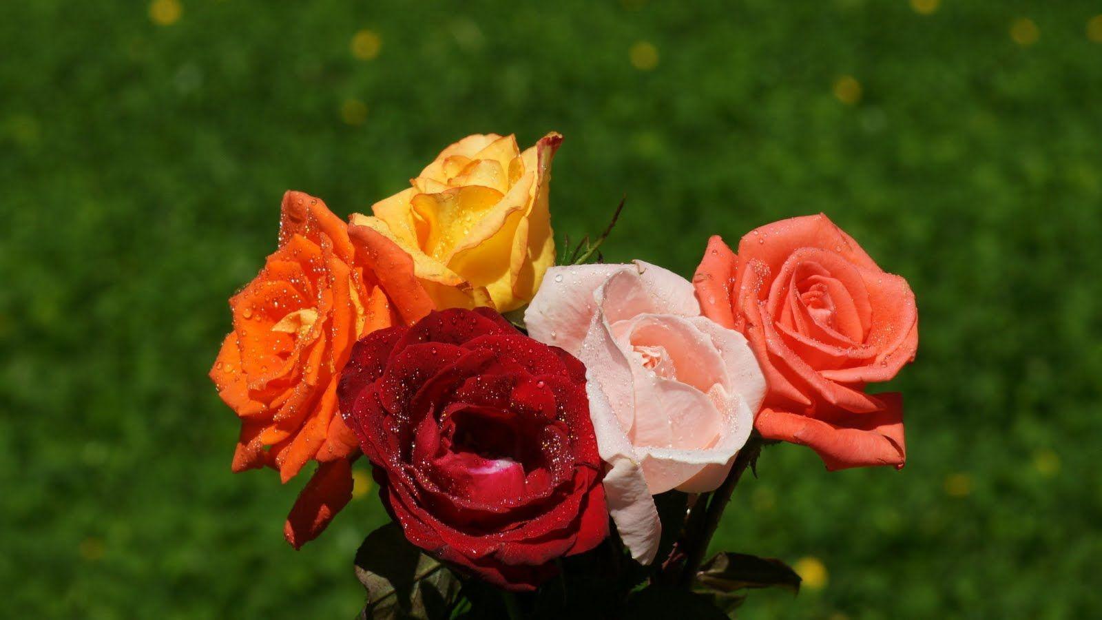 1600x900 Animation Wallpaper: Widescreen Nature Wallpaper High Resolution