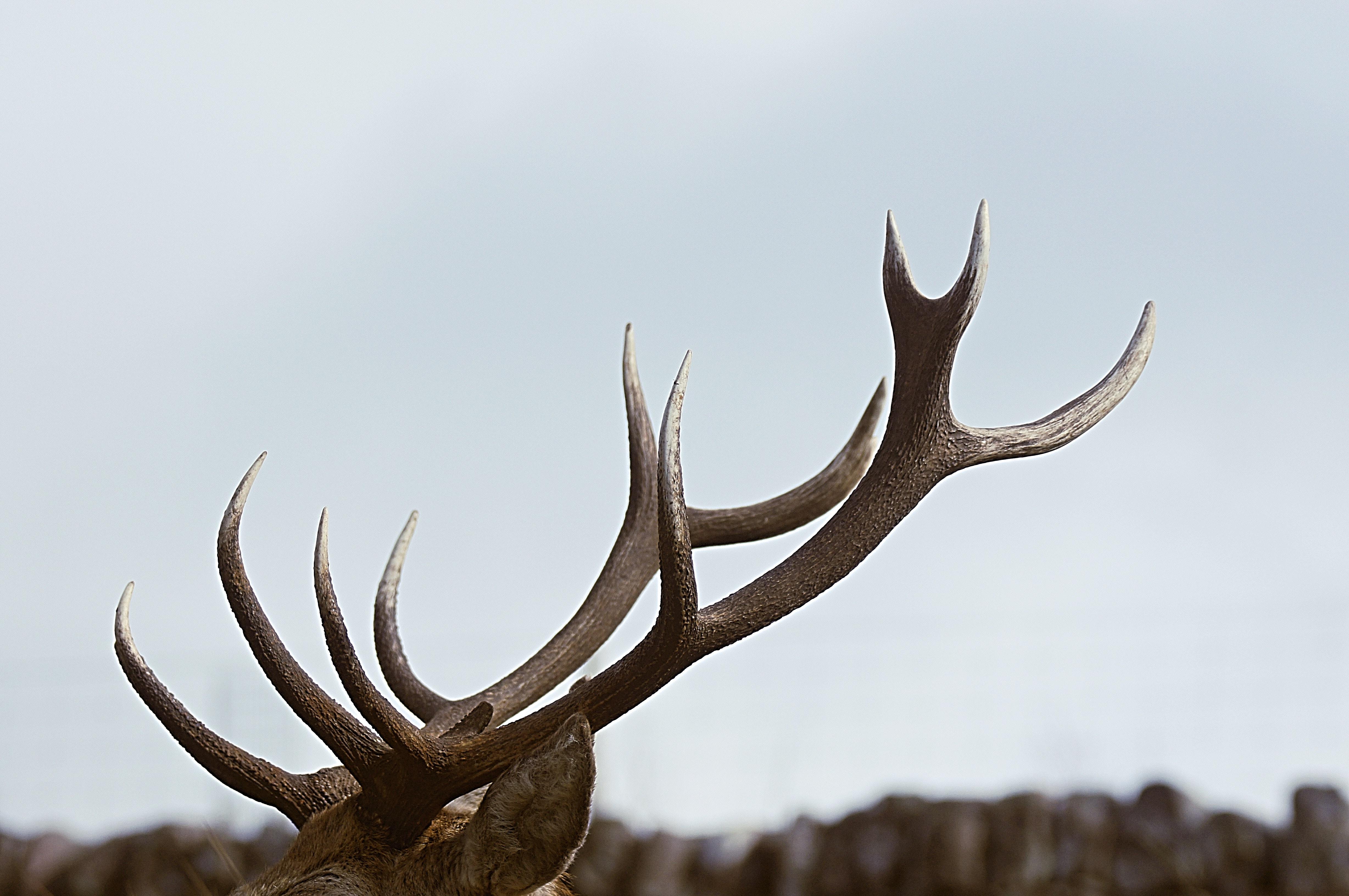 Deer Antler Wallpapers - Top Free Deer Antler Backgrounds - WallpaperAccess