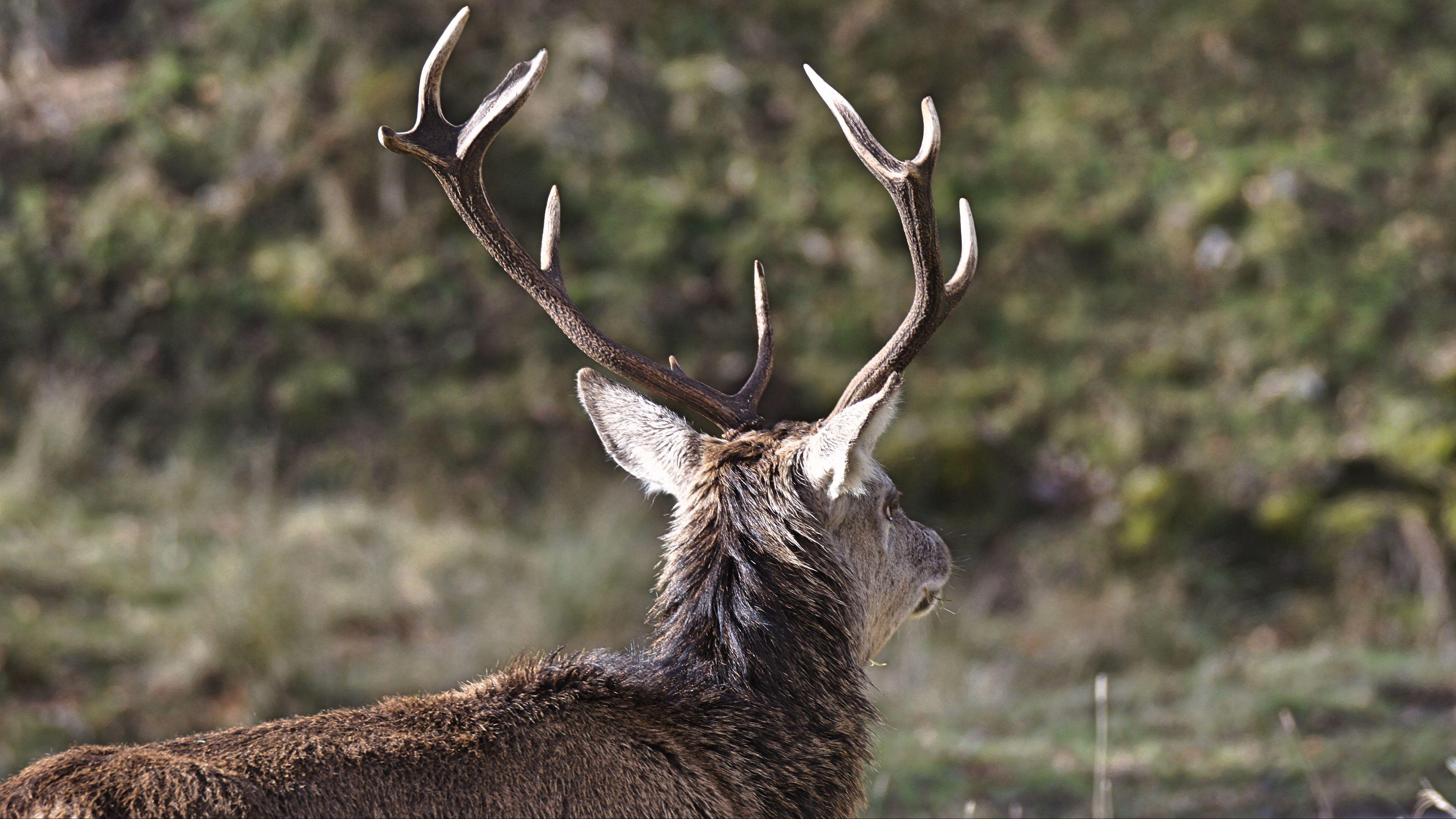 3840x2160 HD Wallpaper for theme: deer HD wallpaper, background