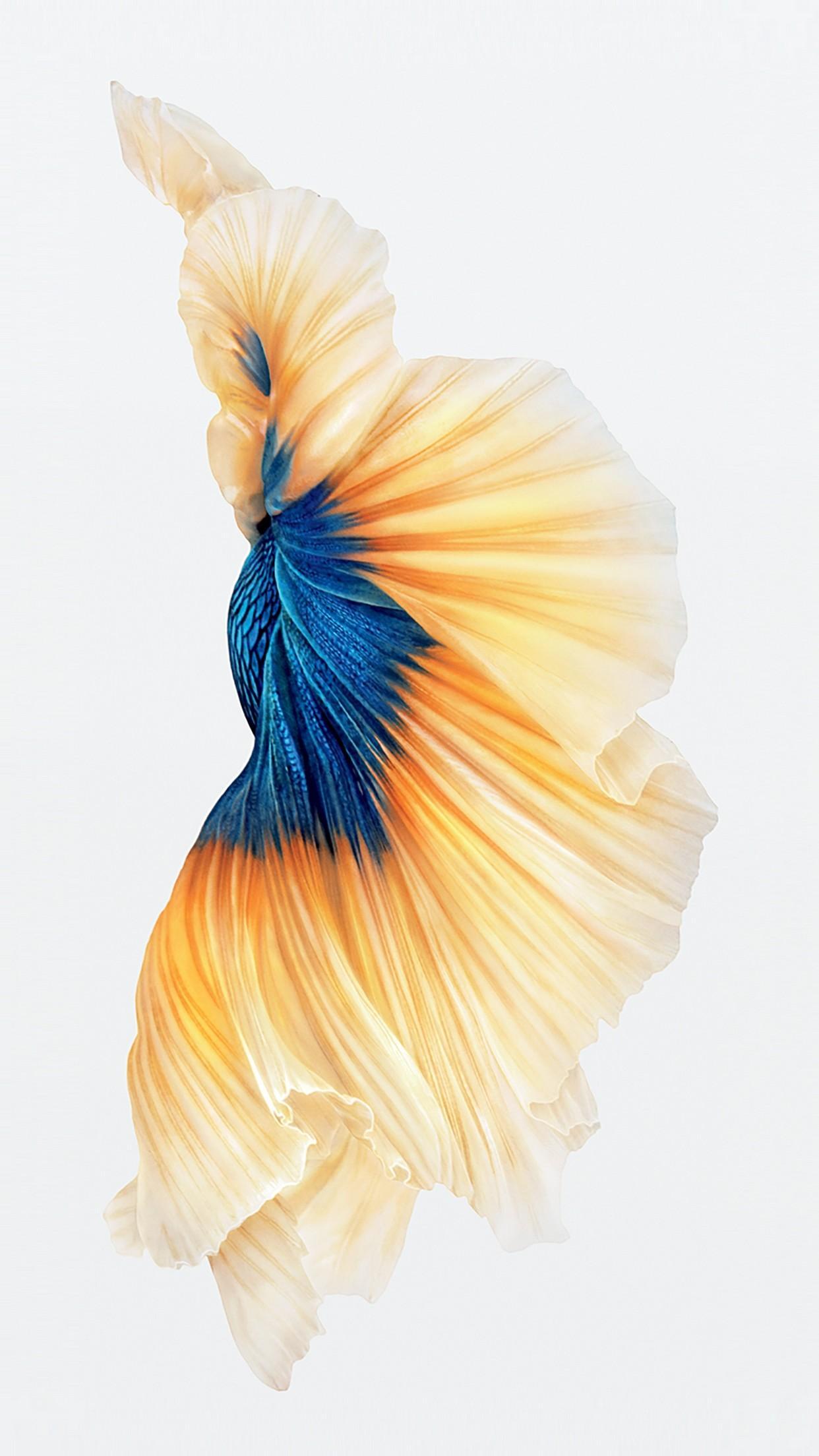 iPhone 6 Fish Wallpapers Top Free iPhone 6 Fish Backgrounds