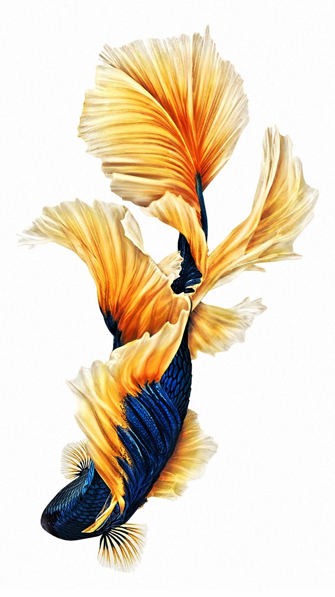 1080x1920 IPhone 6s Plus Wallpaper HD With High Resolution Pixel Fish Wallpaper HD