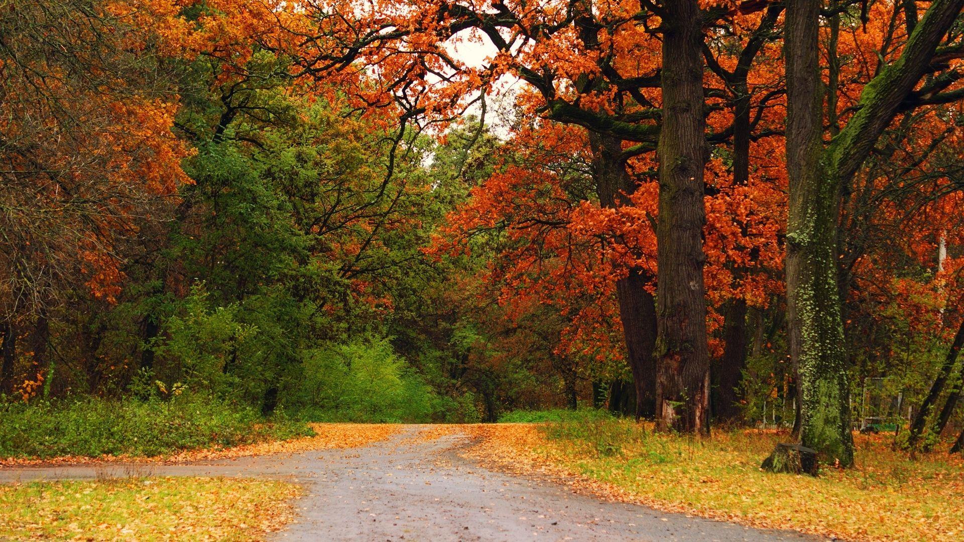 1920x1080 Wonderful Nature Autumn Colorful Trees