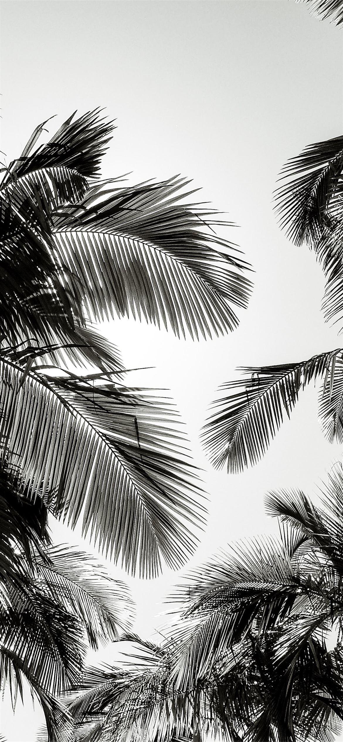 1170x2532 Best White iPhone 12 HD Wallpaper