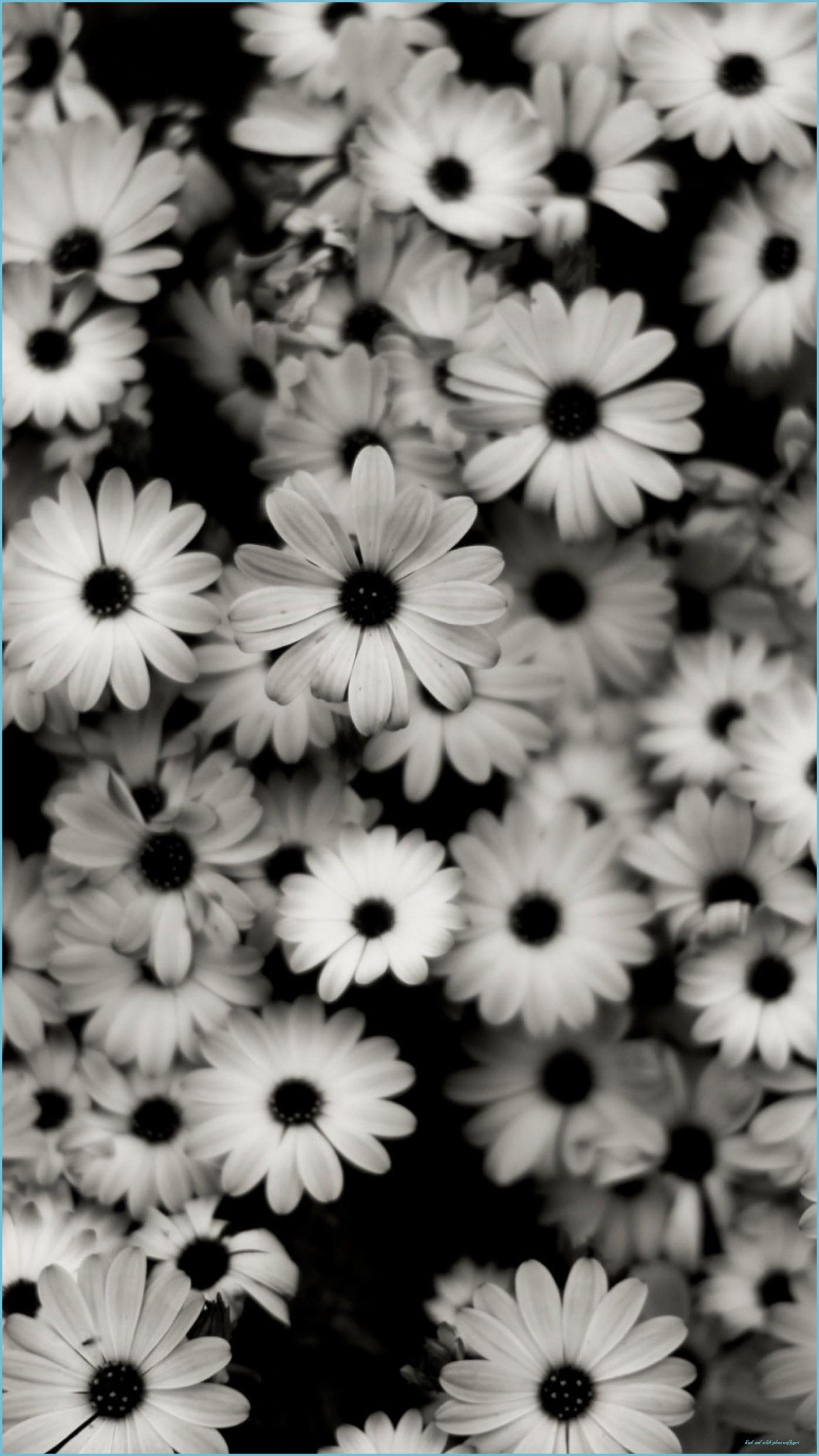 1396x2483 Preview Wallpaper Black White, Flowers, Grey, Daisies And White iPhone Wallpaper