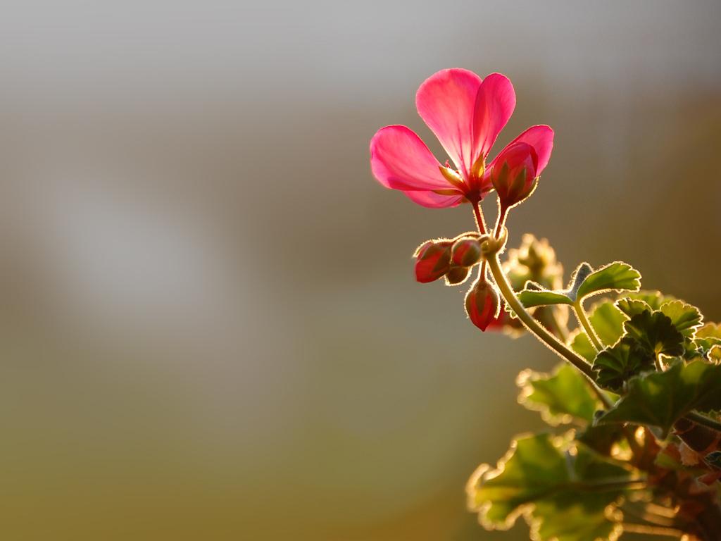 1024x768 Free download Little Flower Wallpaper Christian Wallpaper and Background [1024x768] for your Desktop, Mobile & Tablet. Explore Small Flower Wallpaper. Small Floral Wallpaper Designs, Country Small Print Wallpaper, Small