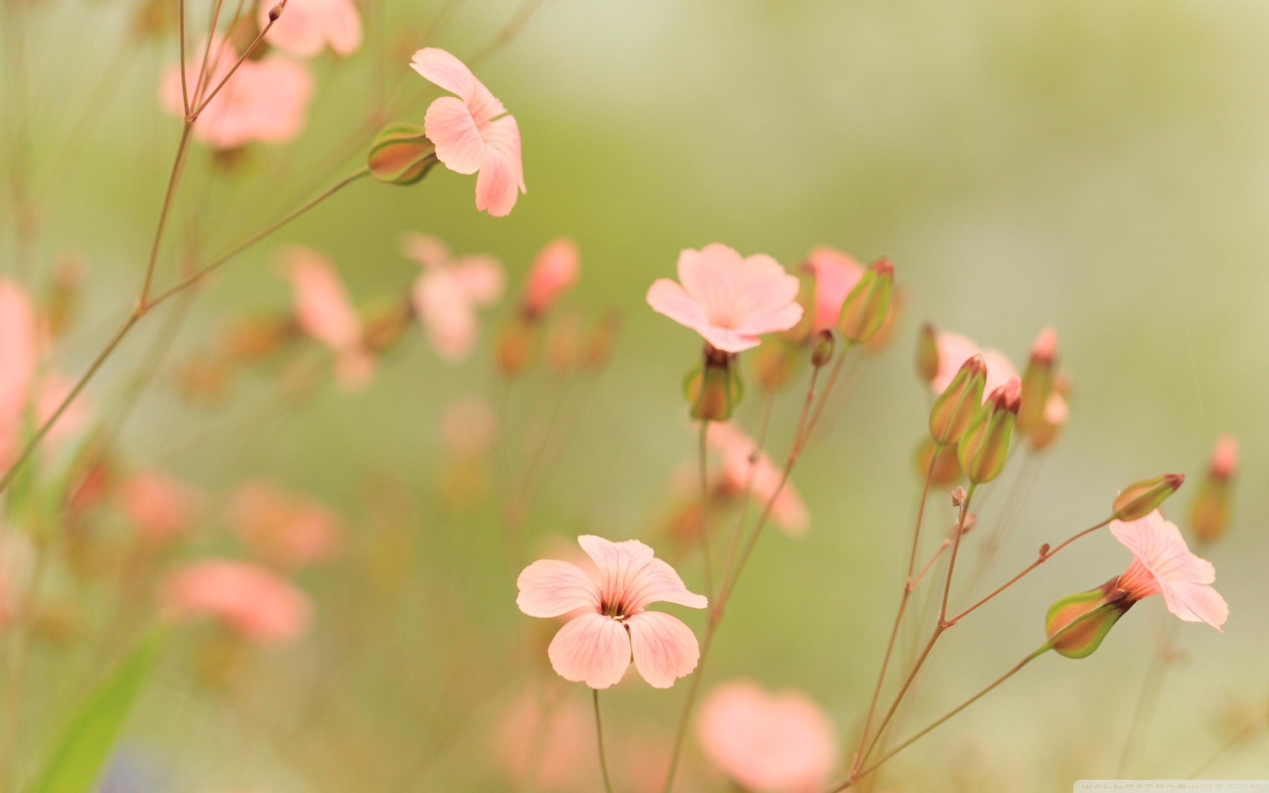 2560x1600 Little Flowers