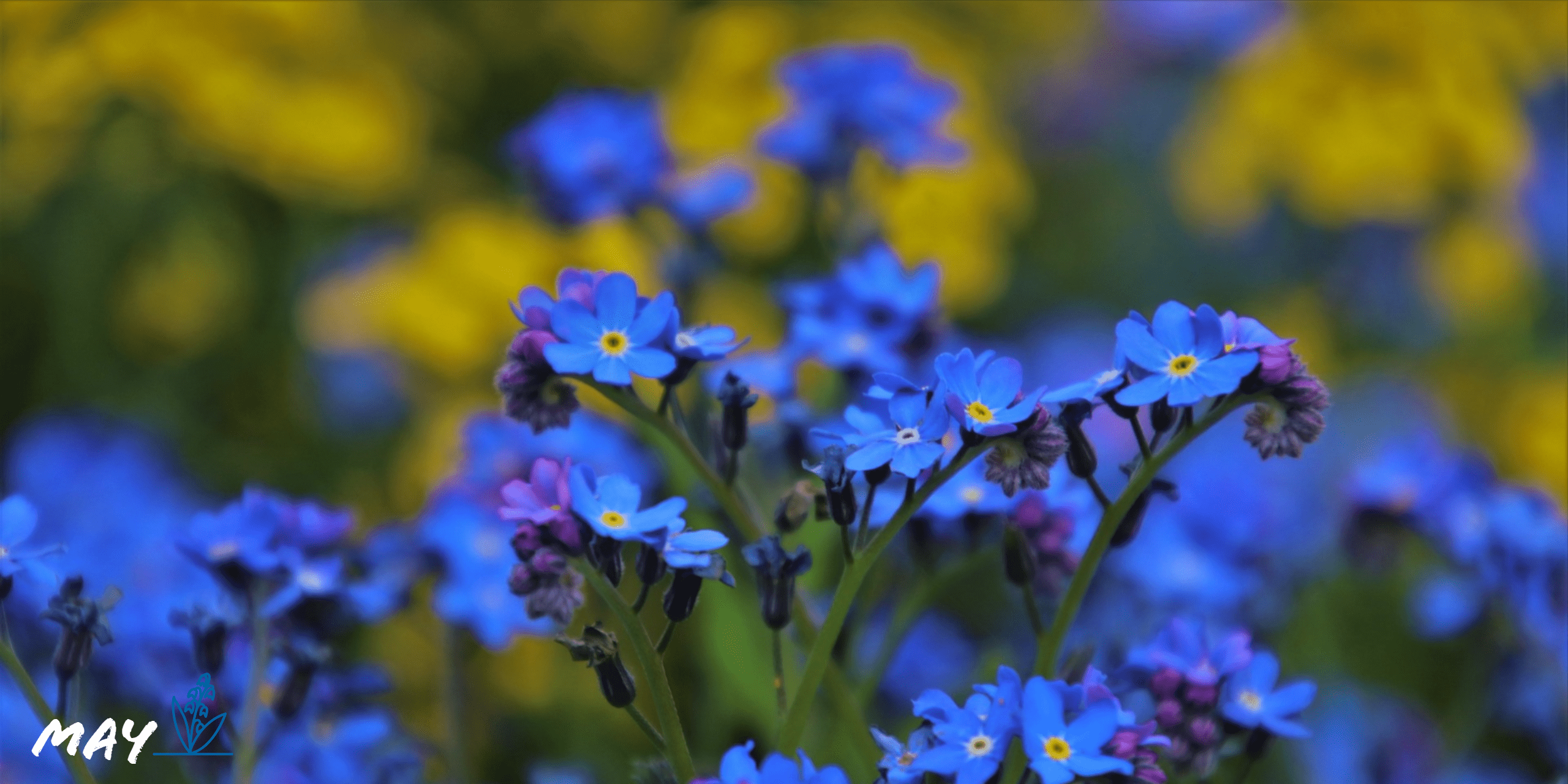 2560x1280 Blue Little May Flowers HD Wallpaper