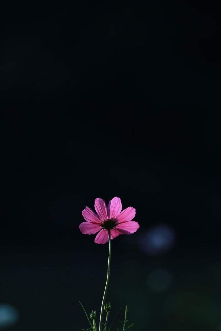 736x1104 Flowers wallpaper ideas. flowers, flower wallpaper, beautiful flowers