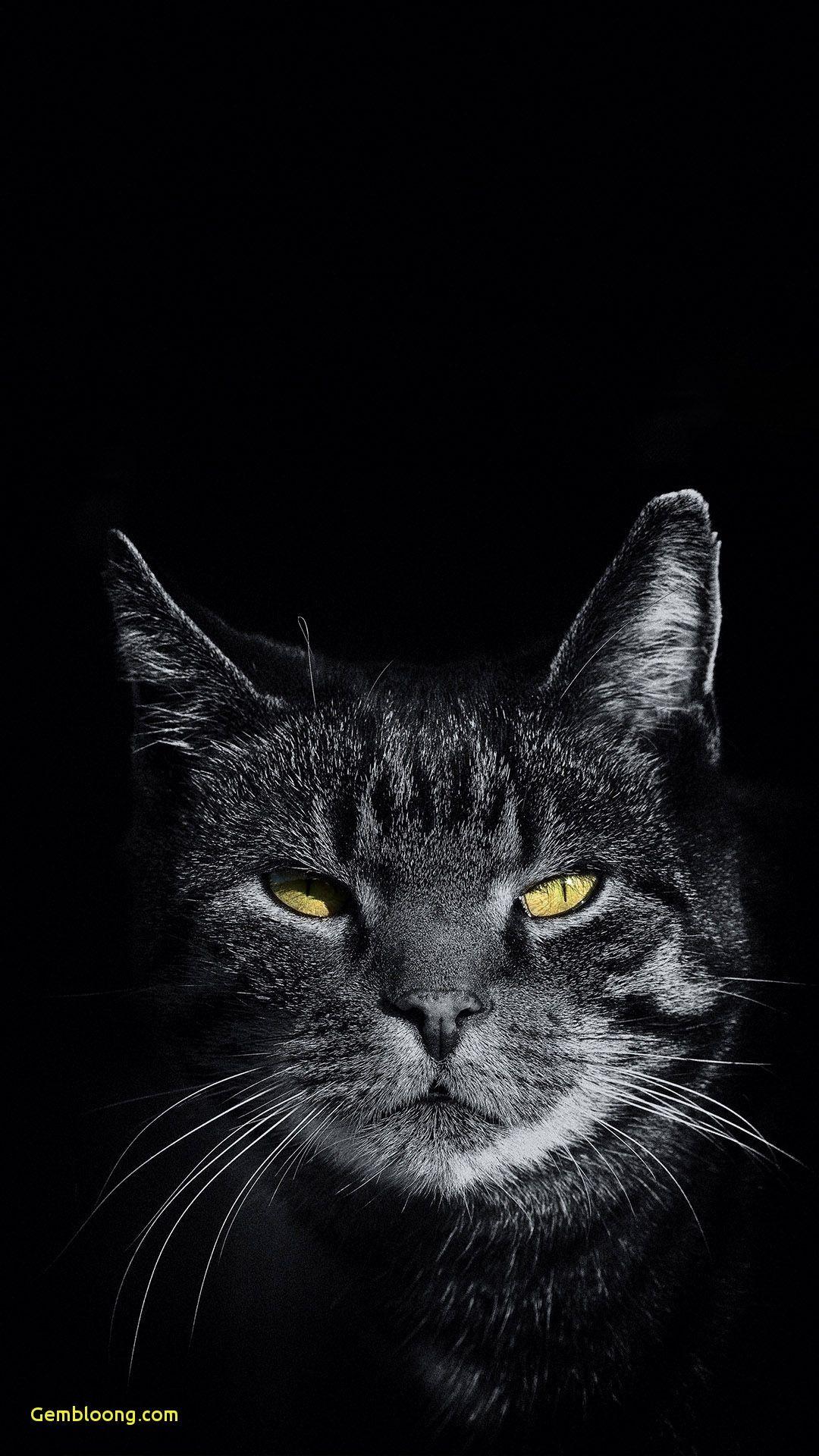 1080x1920 Wallpaper for iPhone Cat Awesome Sarah On iPhone Wallpaper