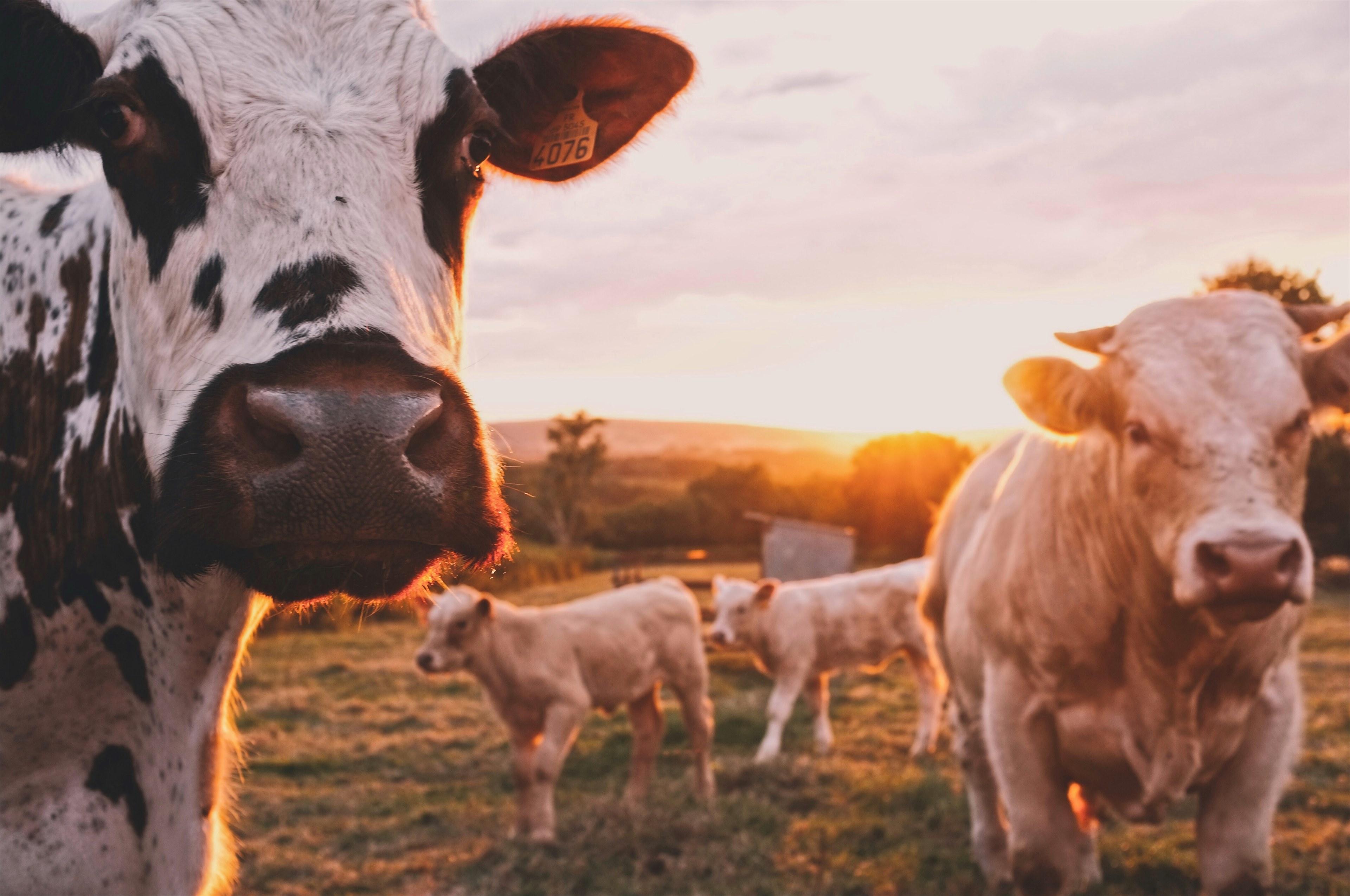 3840x2550 Wallpaper / cow cows cattle and farm HD 4k wallpaper
