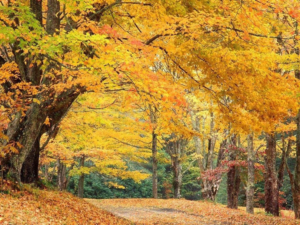 1024x768 Forest Nature North Carolina Fall Autumn Mountains Trees Rural