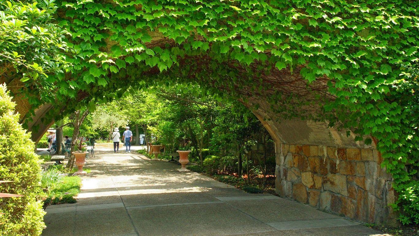 1366x768 Green leafy vines of the stone wall- Japanese garden art landscape