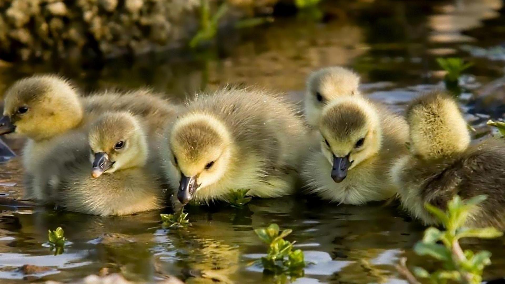 1920x1080 Duck Wallpaper HD