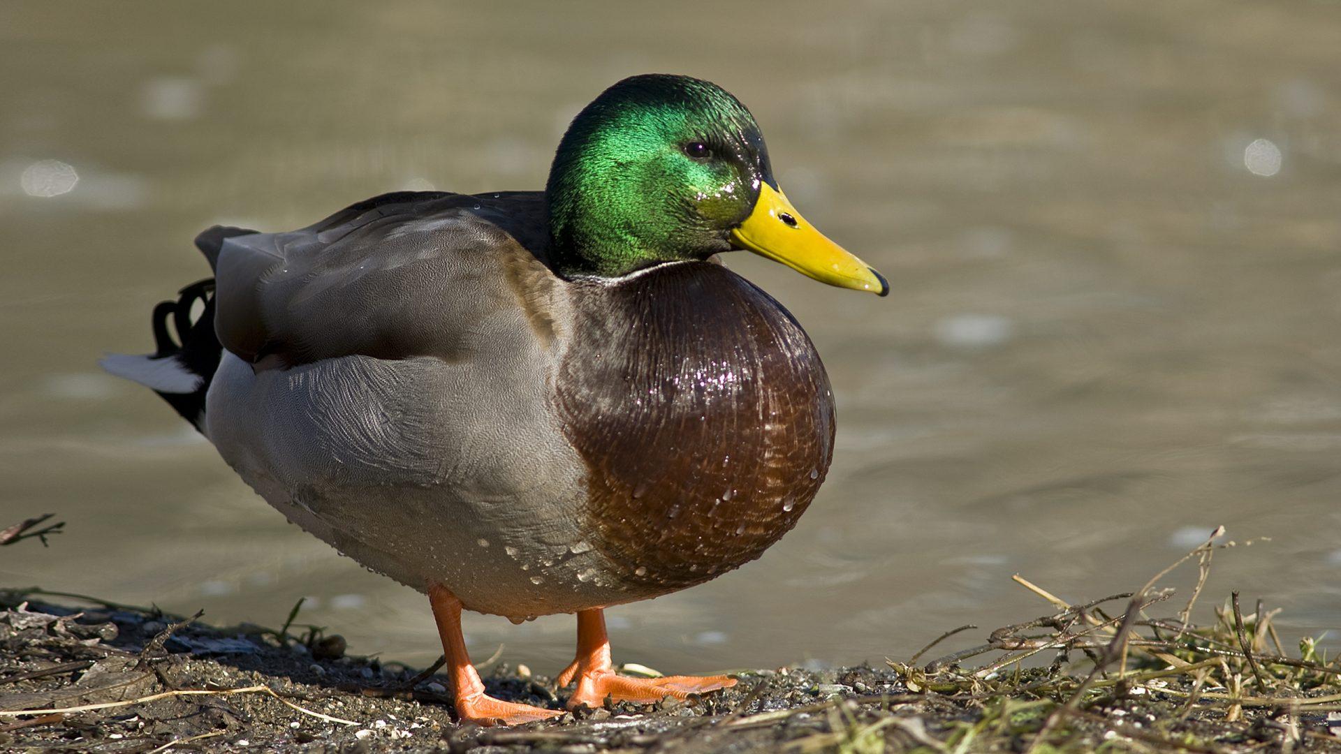 1920X1080 Duck Wallpapers Top Free 1920X1080 Duck Backgrounds recent-deaths-2025-vance-blakes