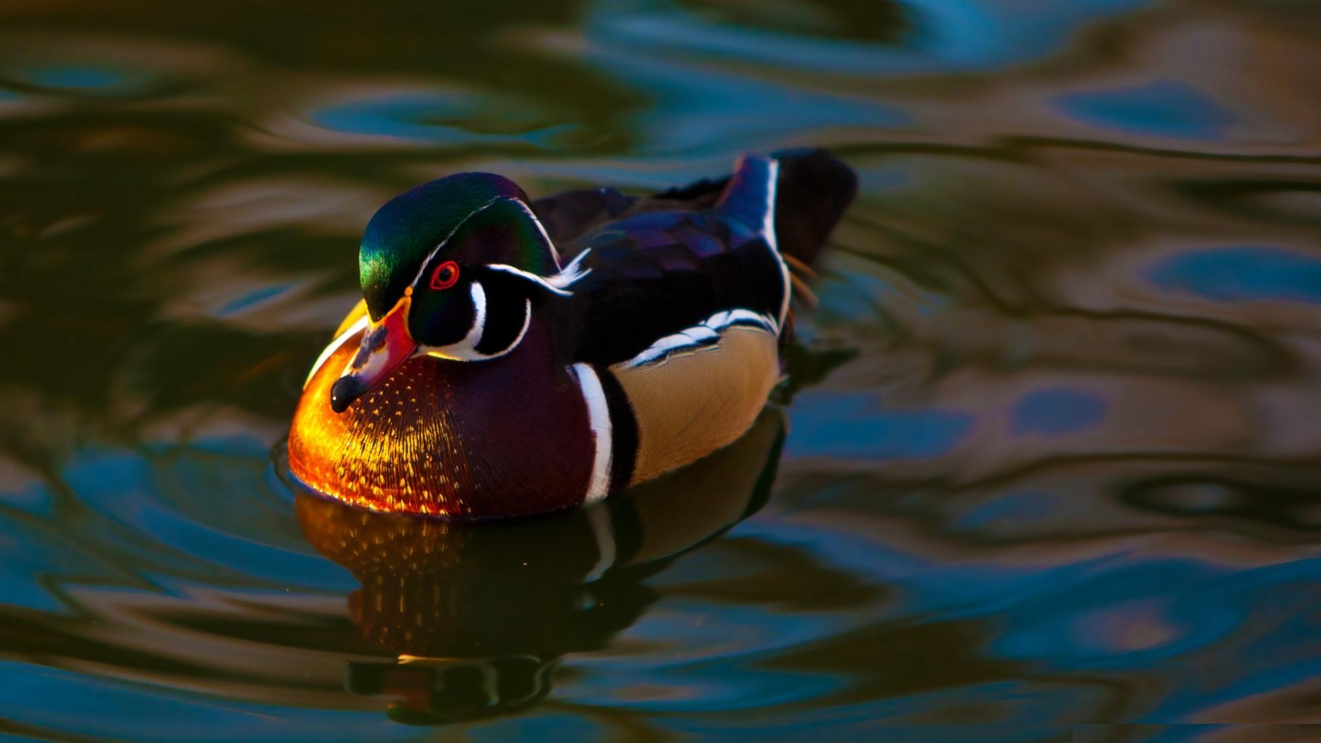 1920x1080 Mandarin Duck HD Wallpaper