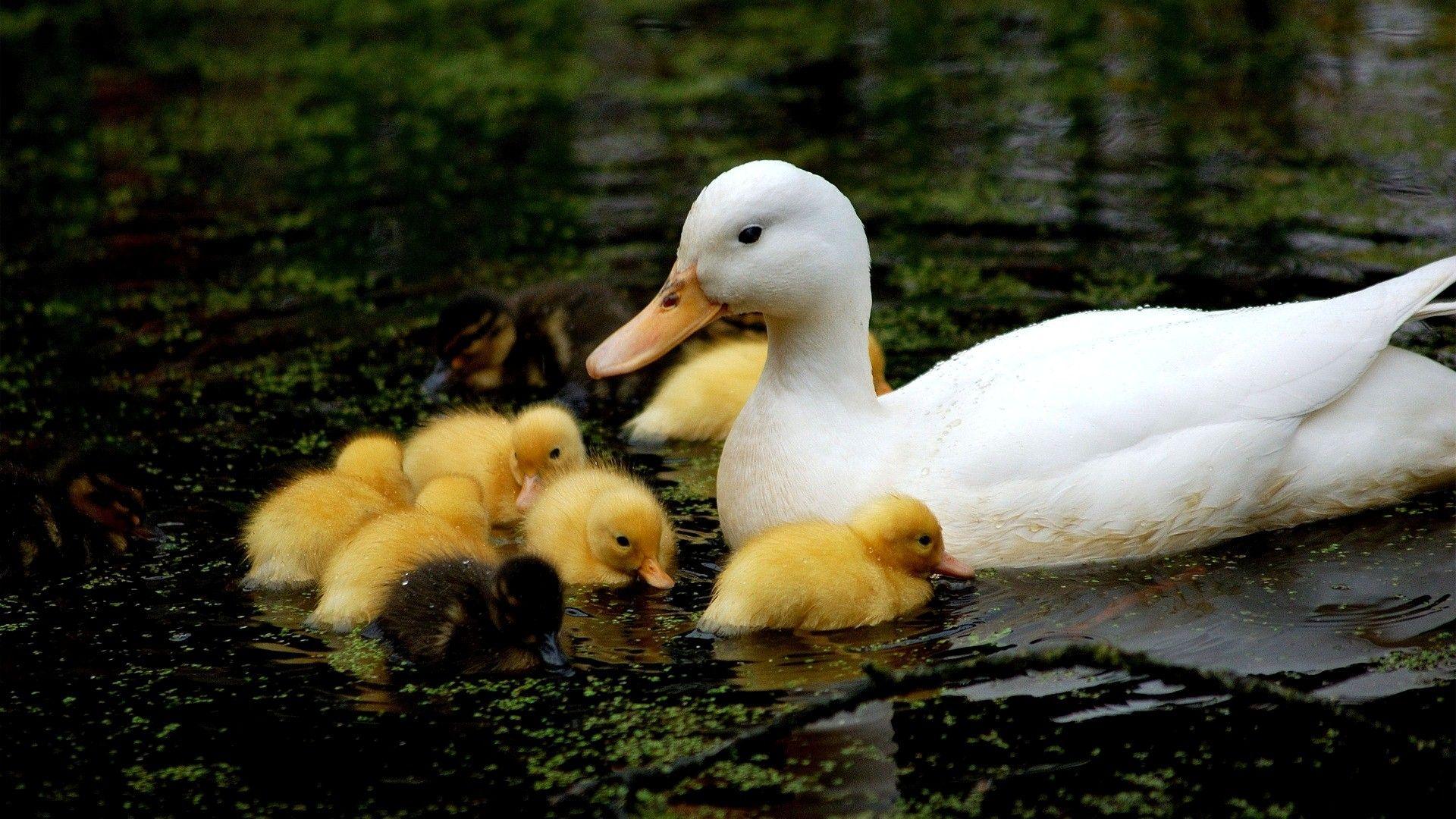 1920x1080 Duck Wallpaper