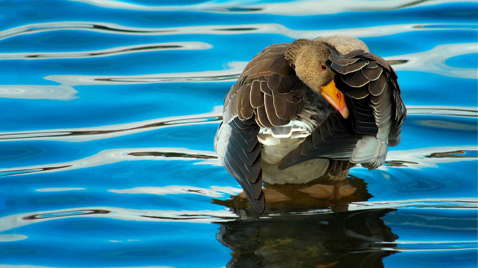 1920x1080 Duck Laptop Full HD 1080P HD 4k Wallpaper, Image, Background, Photo and Picture