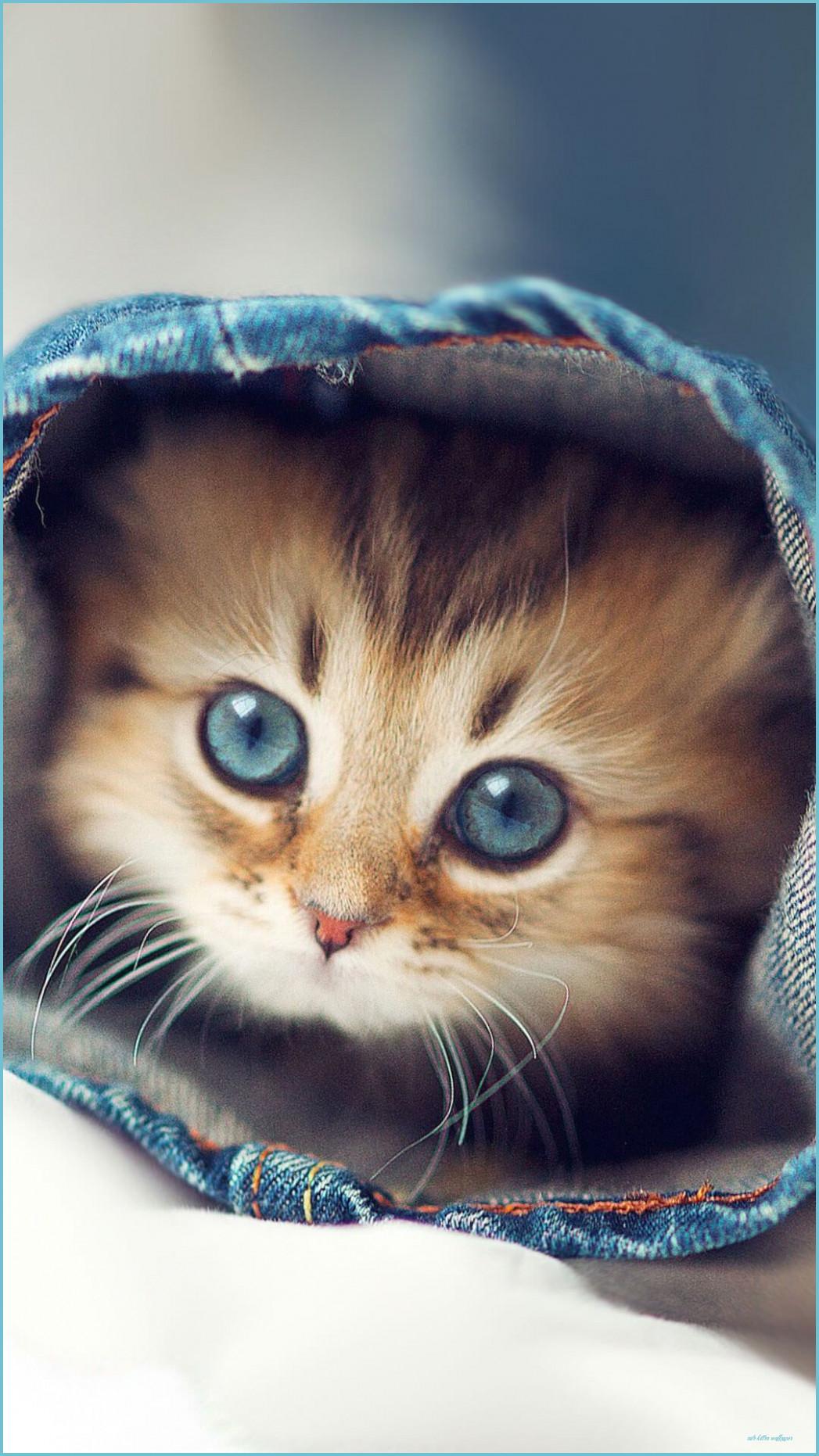 1047x1862 Cute Kittens Wallpaper For IPhone 11 Kitten Wallpaper, Animal Kitten Wallpaper