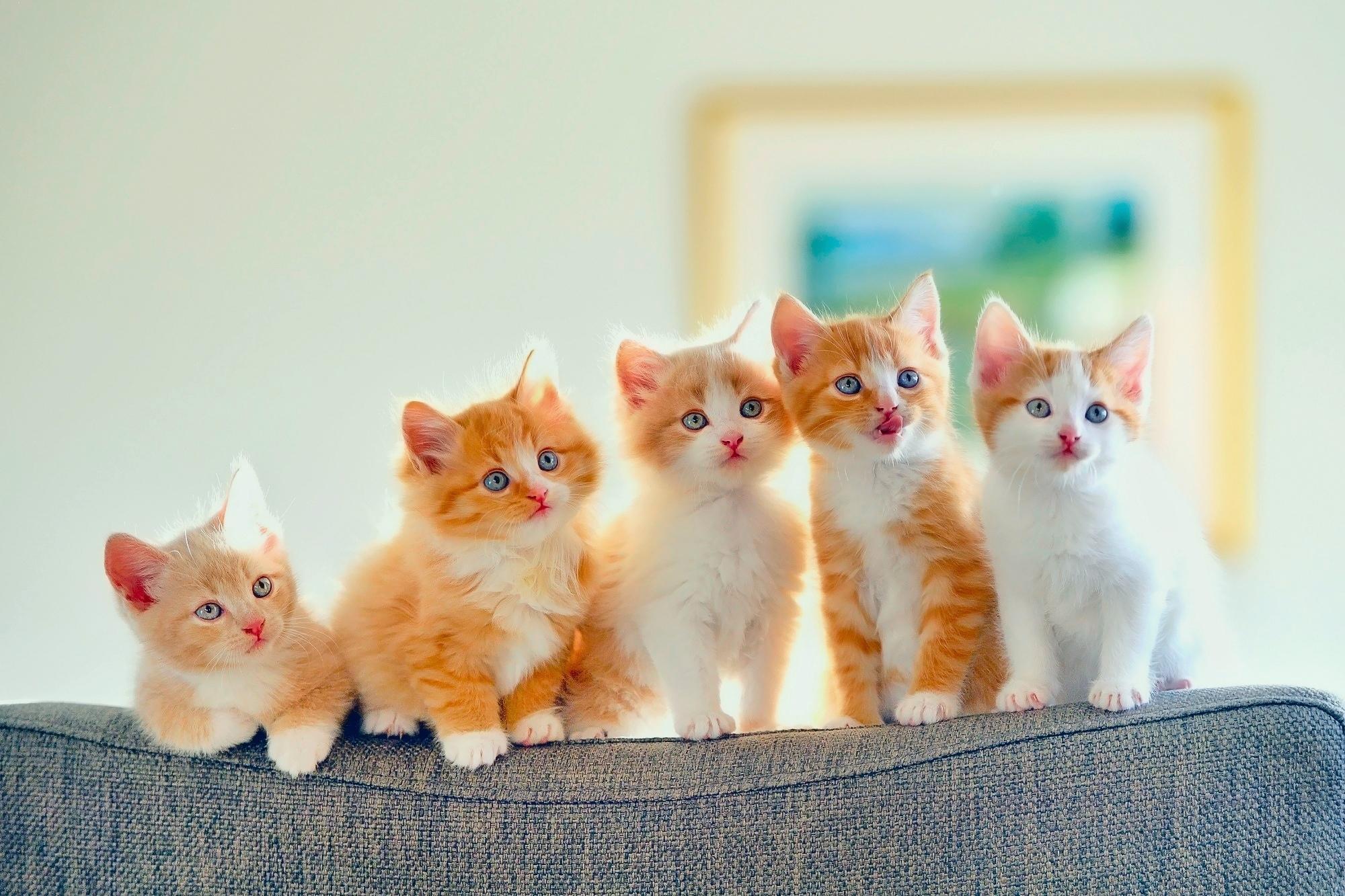 2000x1333 Cute Kittens HD wallpaper