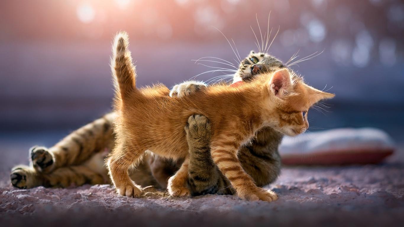 1366x768 Cute Kittens 1366x768 Resolution HD 4k Wallpaper, Image, Background, Photo and Picture