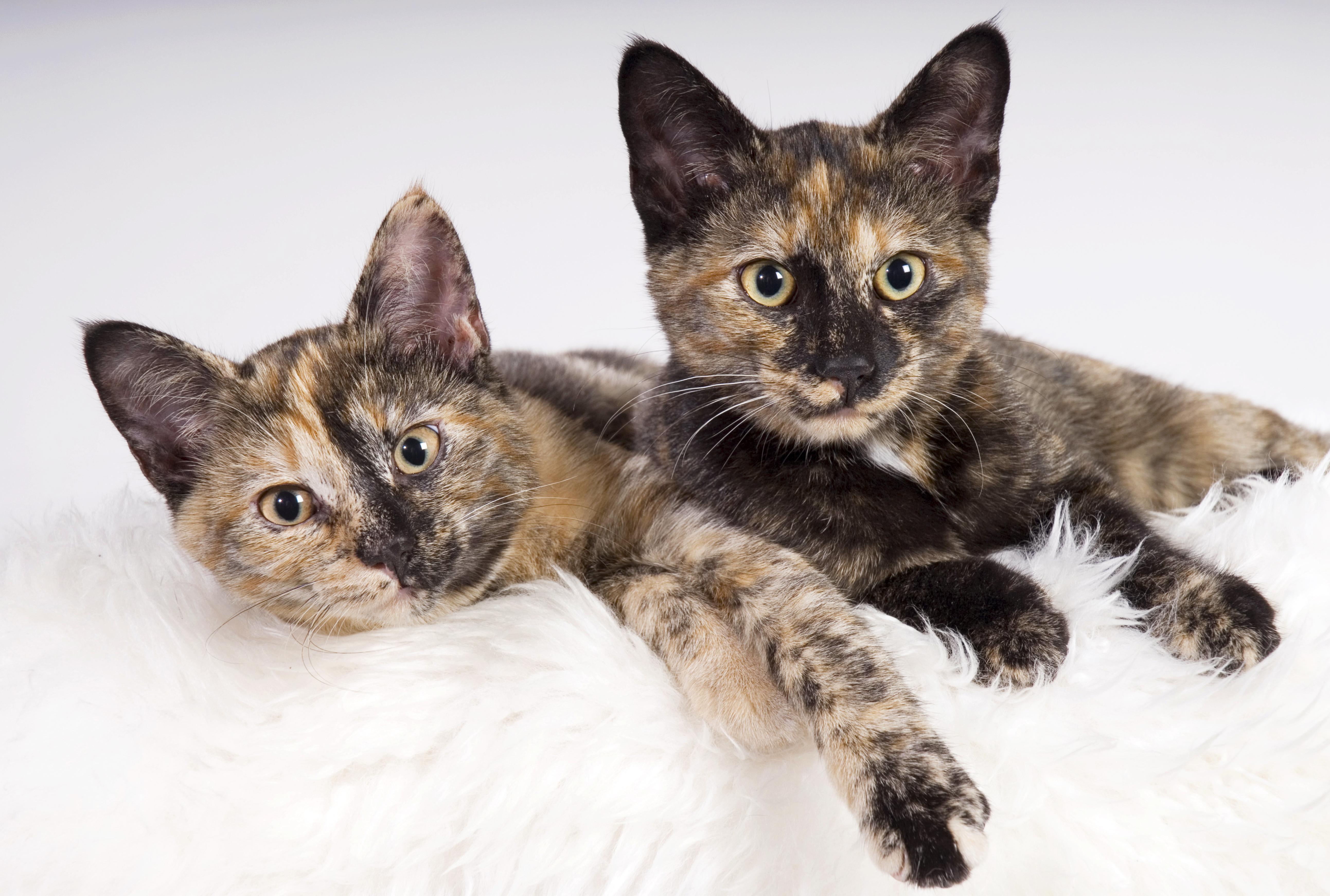 5170x3485 Adorable Kitten Wallpaper for Your Computer