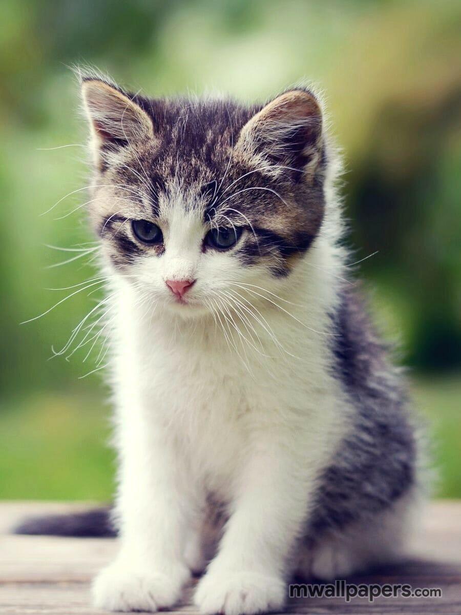 900x1200 Cute Kitten Wallpaper HD (900x1200) (2021)