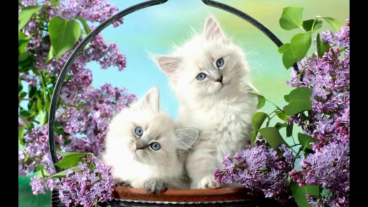 1280x720 Wallpaper Cute Kittens