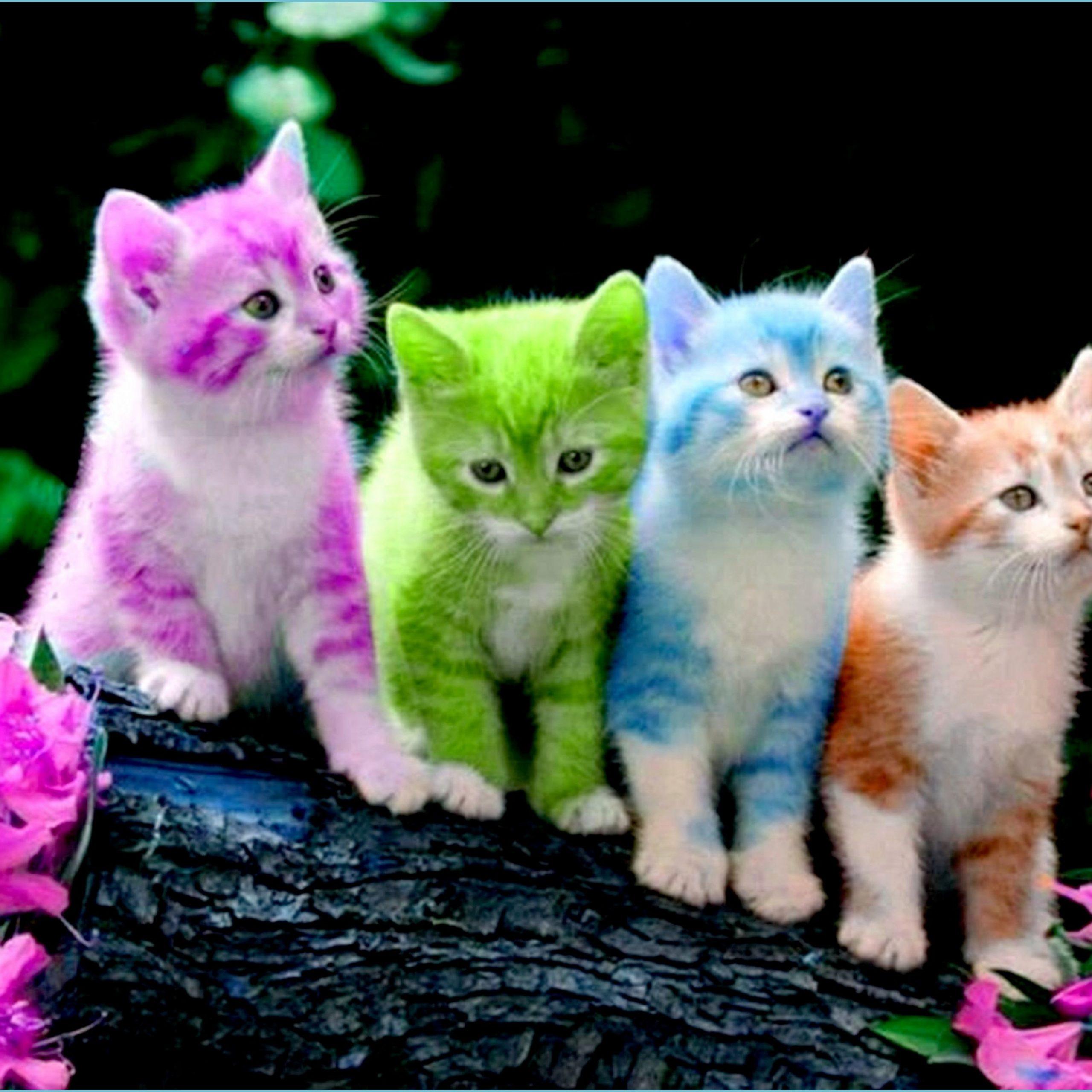 2560x2560 Free Cute Kitten Wallpaper Wallpaper Data Src Widescreen Kitten Wallpaper