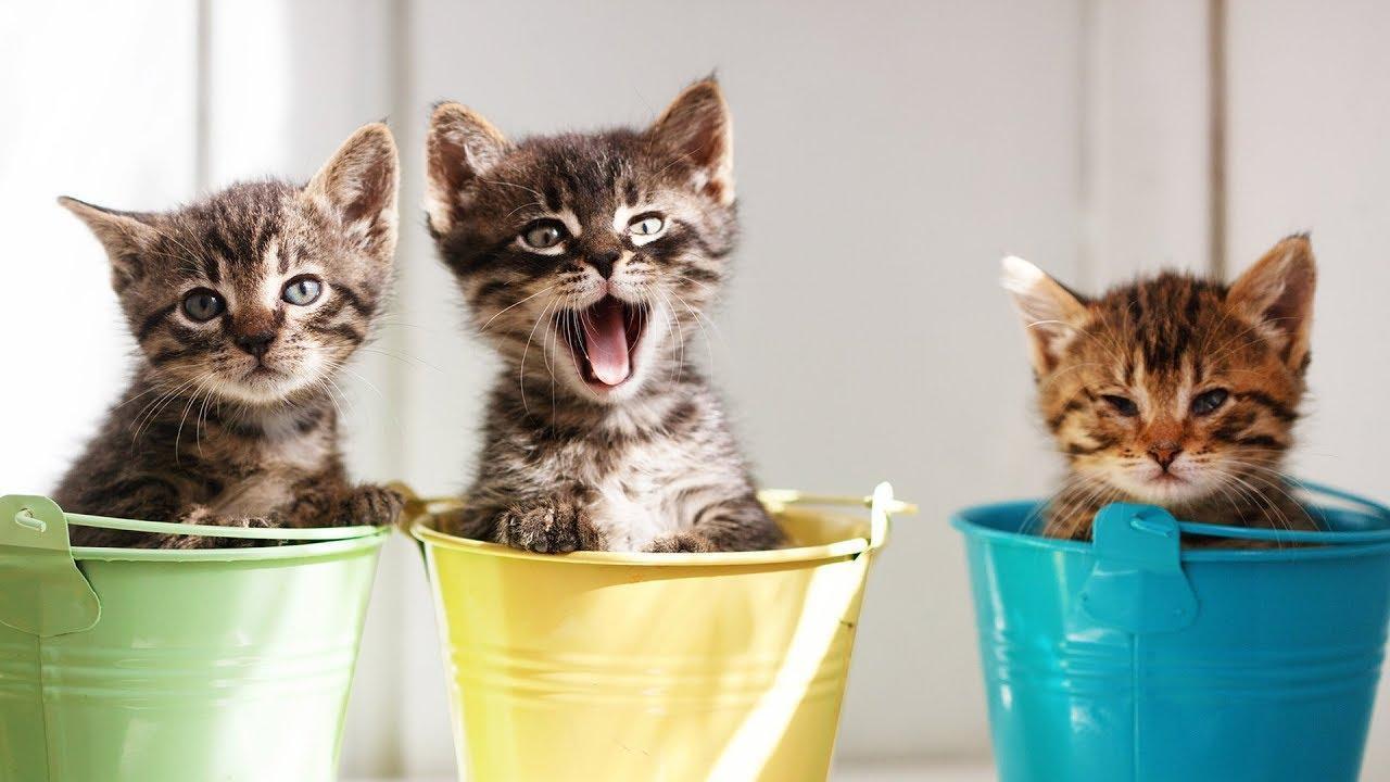 1280x720 Cutest Kittens Wallpaper for Android
