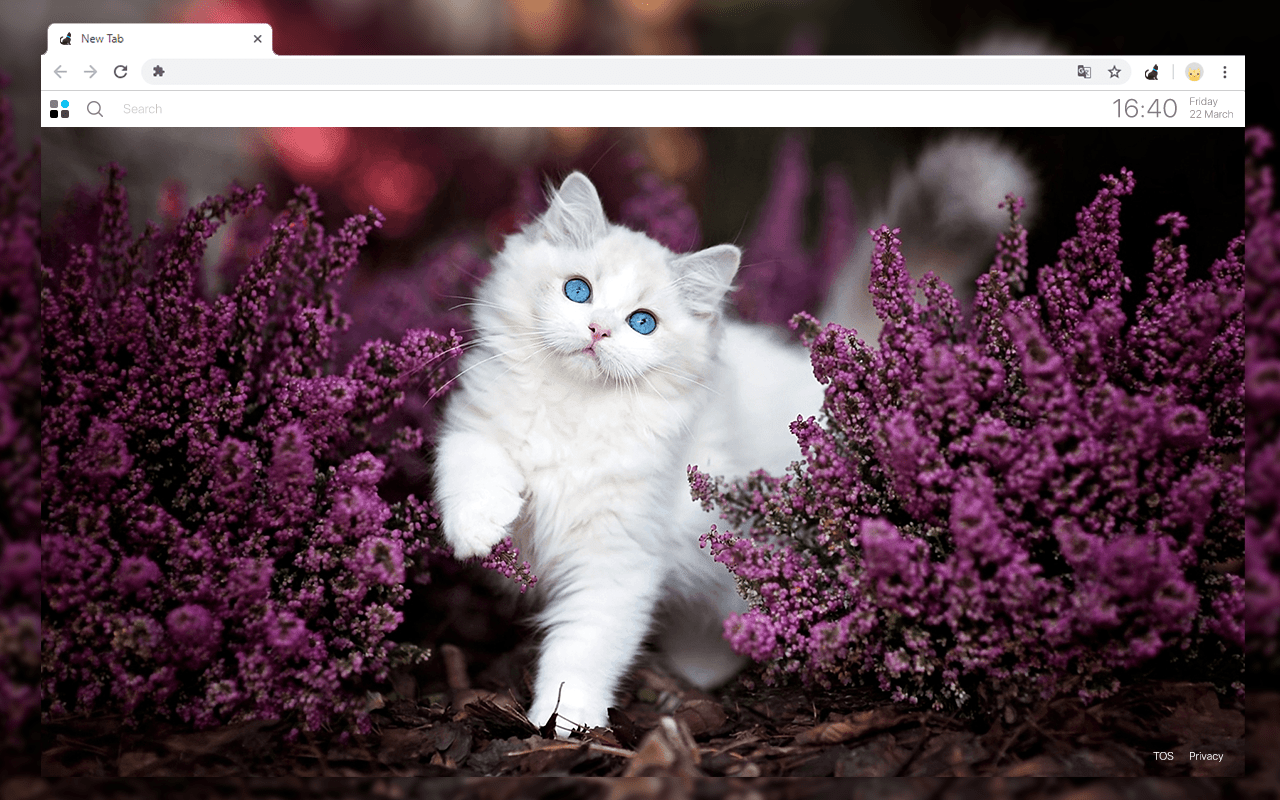 1280x800 Free Download Cute Kitten Wallpaper