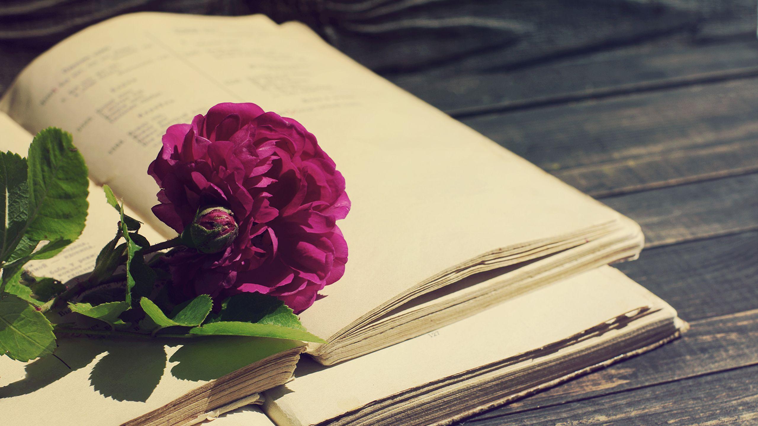 2560x1440 Flowers Books PC Wallpaper, HD Flowers Books PC Background on WallpaperBat