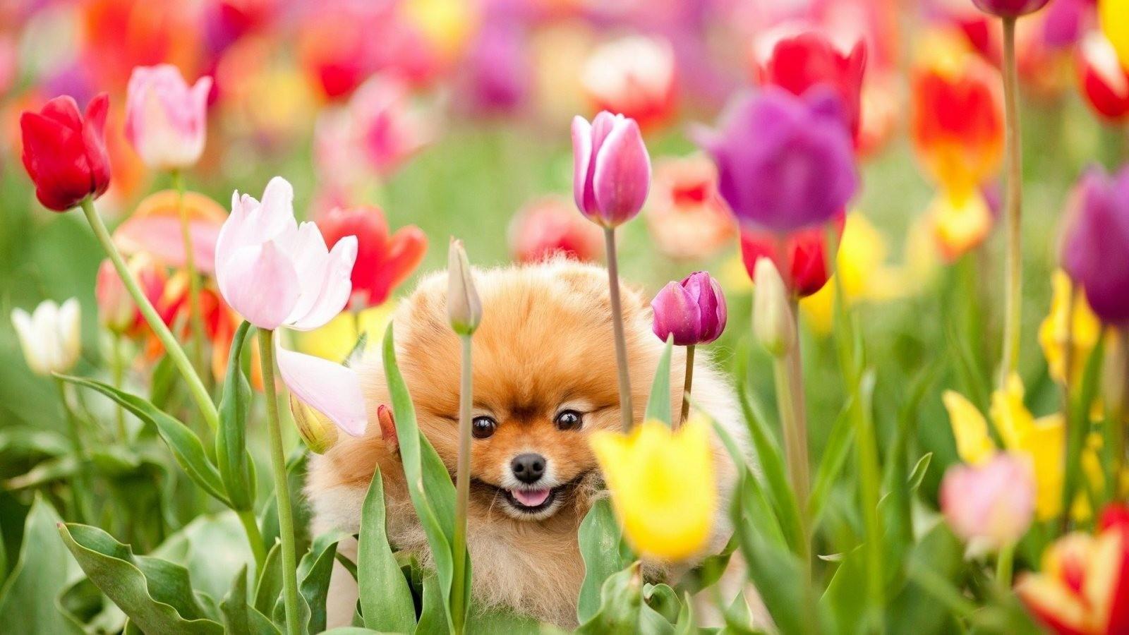 1600x900 flowers animals puppies tulips baby animals 1600x900 wallpaper High Quality Wallpaper, High Definition Wallpaper
