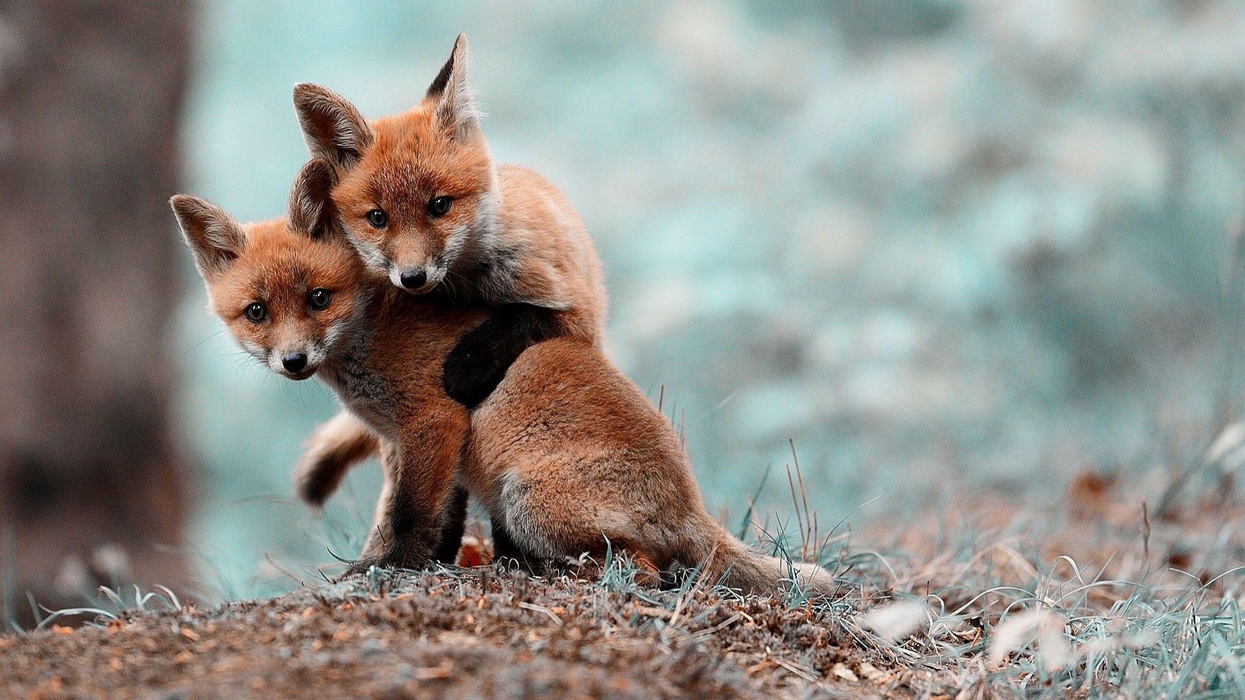 2560x1440 Spring Animals Desktop Wallpaper