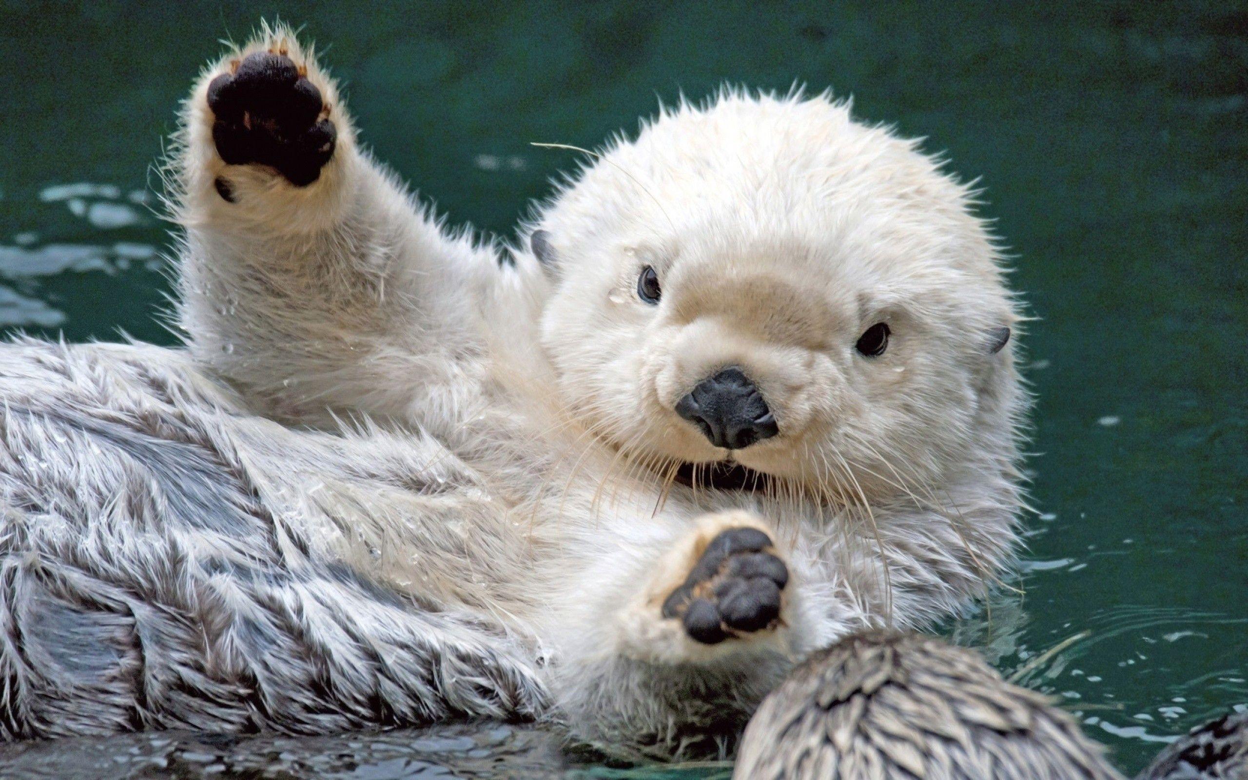 2560x1600 Cute Baby Animal Wallpaper
