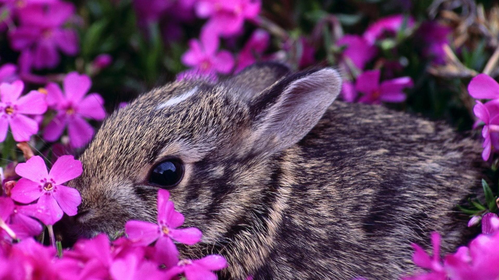 1920x1080 Spring Baby Animals Desktop
