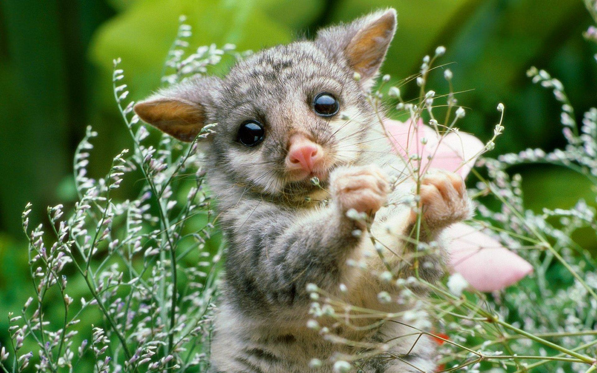 1920x1200 Cute Baby Animal Wallpaper 55 Baby Animals Background