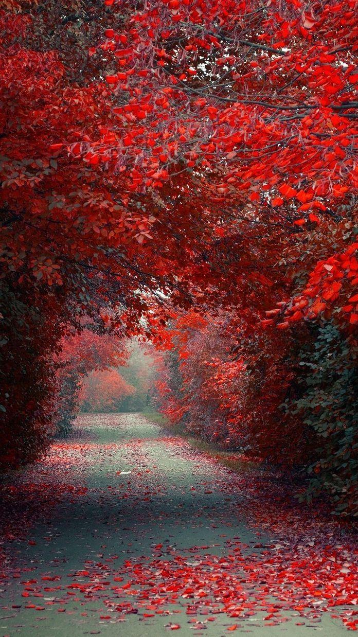 696x1238 Red Nature Wallpaper