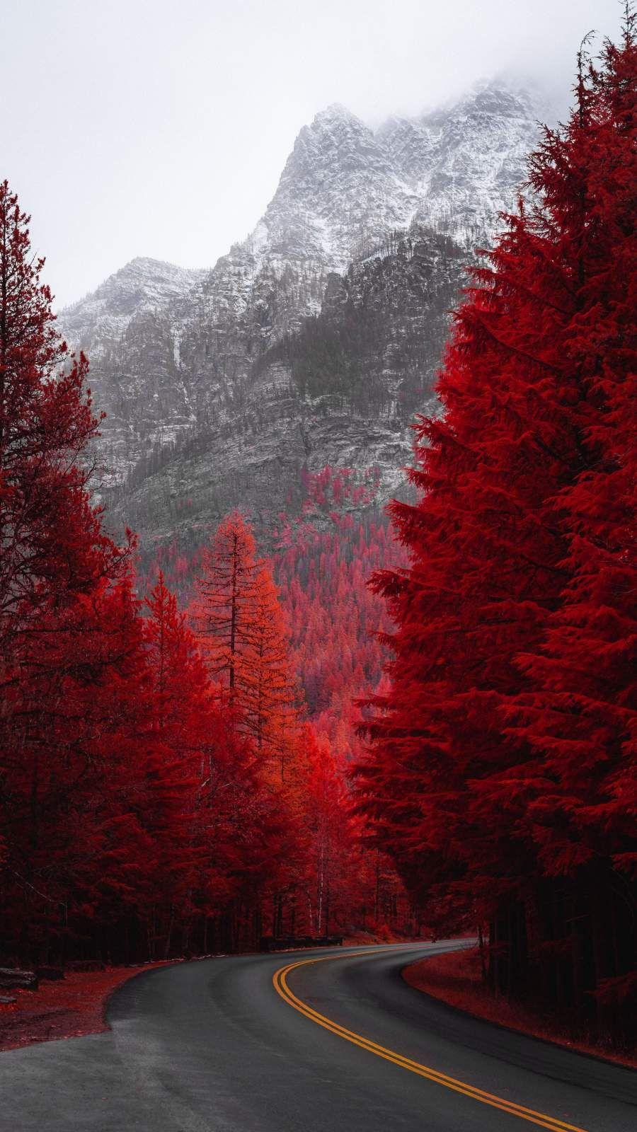 900x1600 New Red Forest Road IPhone Wallpaper Wallpaper Wallpaper Ideas