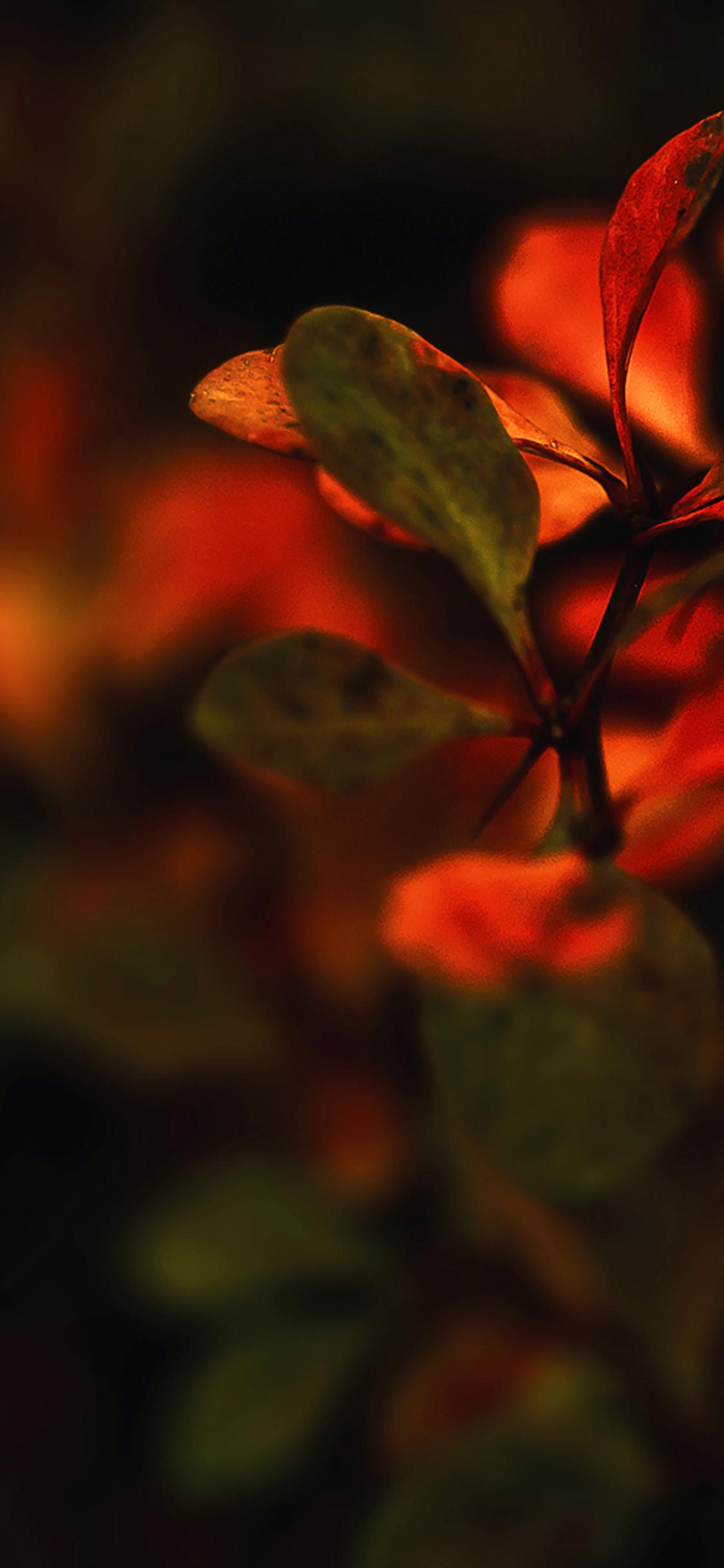 Red Nature iPhone Wallpapers Top Free Red Nature iPhone Backgrounds WallpaperAccess