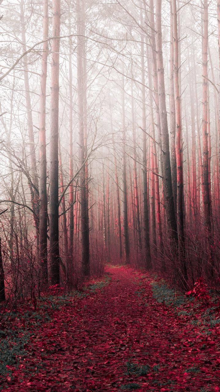 Red Nature iPhone Wallpapers - Top Free Red Nature iPhone Backgrounds