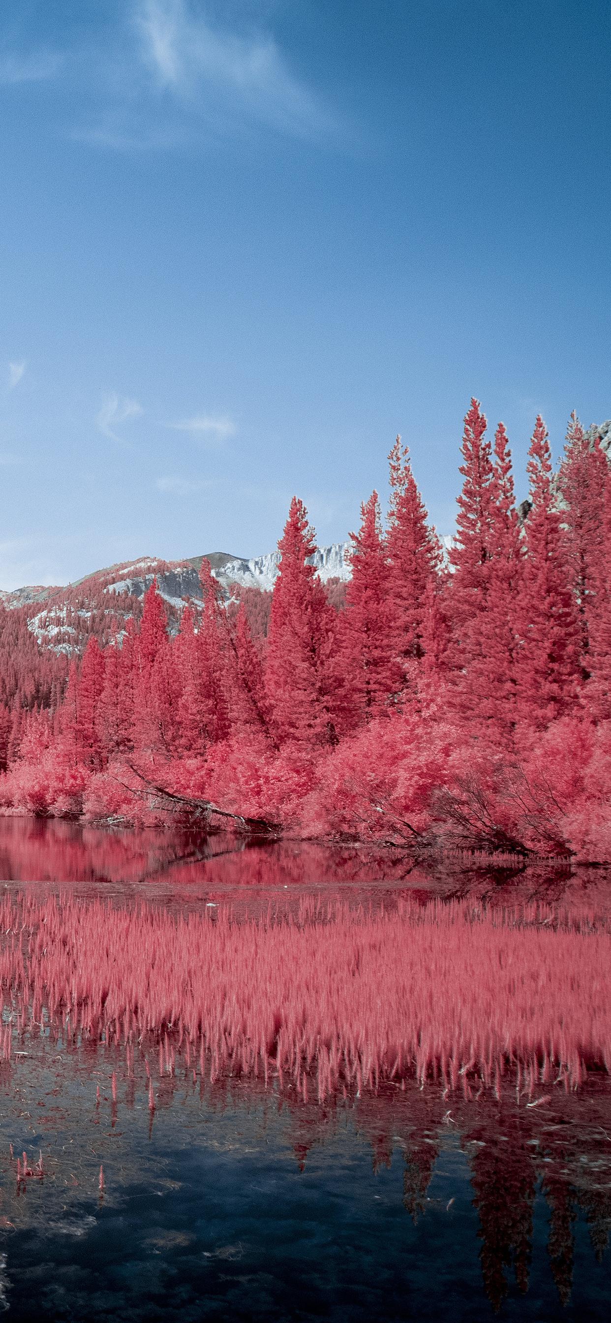 1242x2688 Autumn Red Pink Trees Lake 5k iPhone XS MAX HD 4k Wallpaper, Image, Background, Photo and Picture