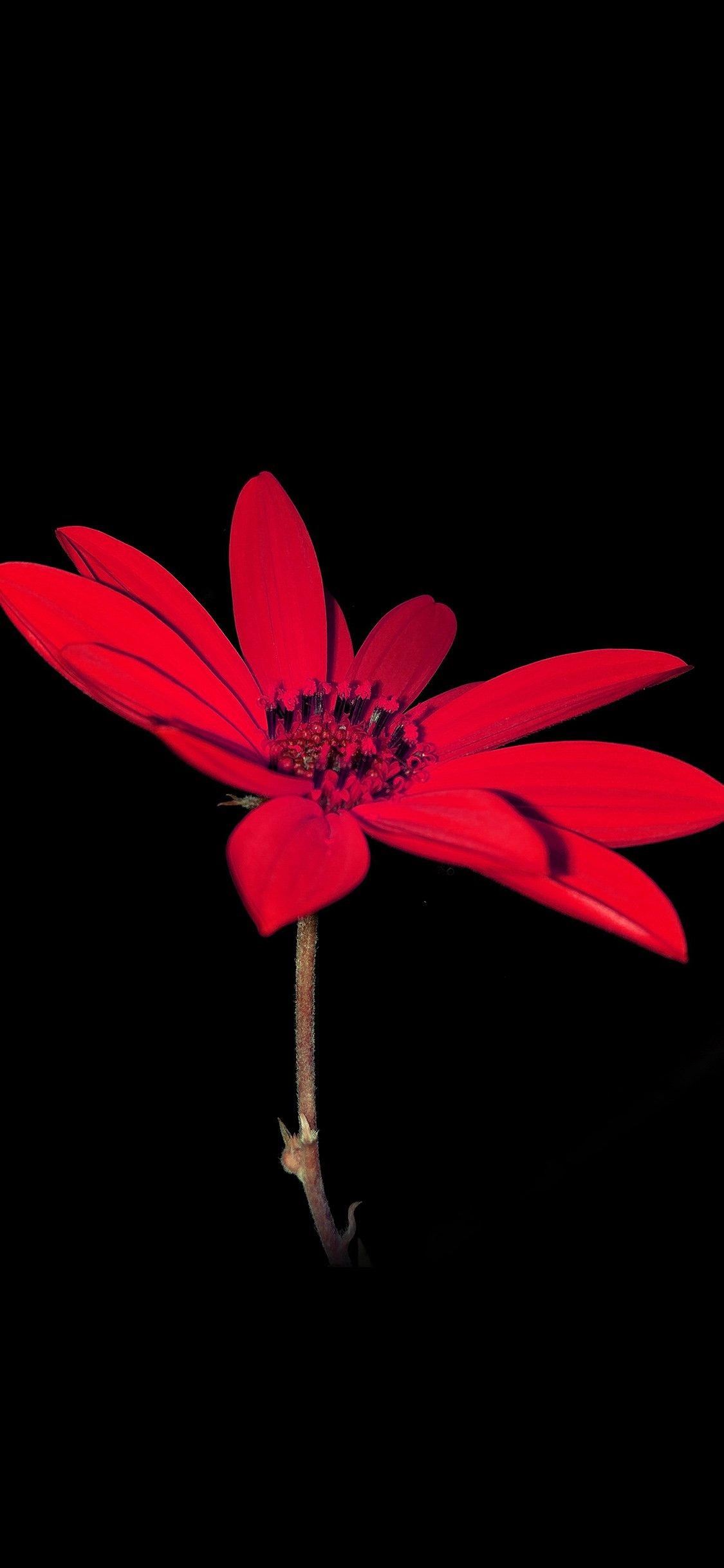 1125x2436 Flower Red Nature, Dark Wallpaper