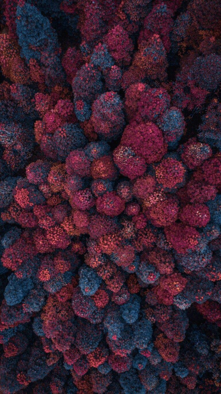 768x1366 Red Trees Nature Aerial View IPhone Wallpaper Wallpaper : iPhone Wallpaper