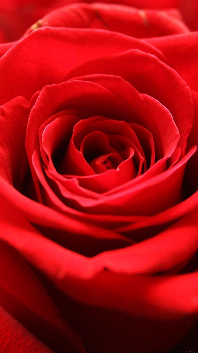 750x1334 iPhone 6 wallpaper. rose flower red nature