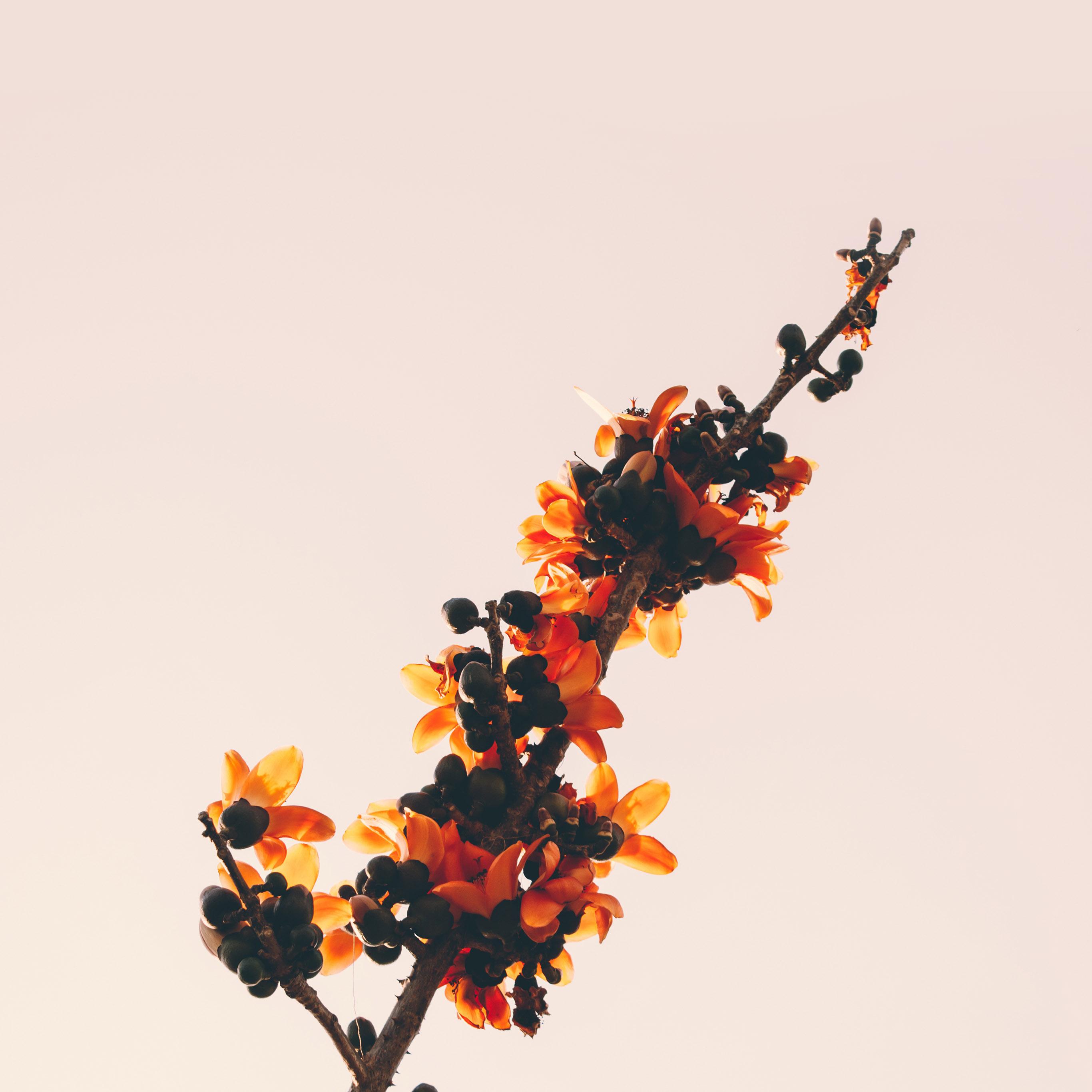 2732x2732 Flower Tree Red Nature Simple Wallpaper