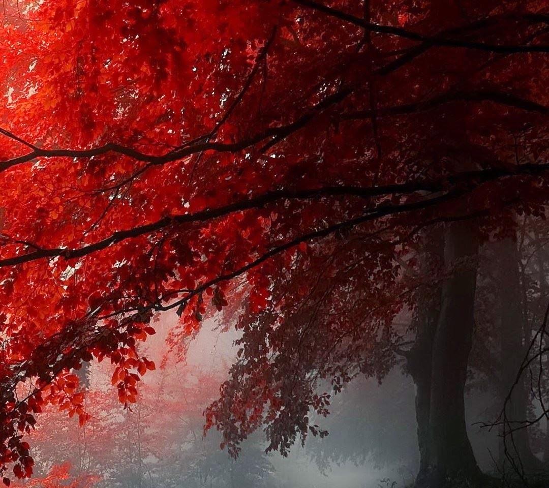 1080x960 PHOTOS ISM: Android Mobile 1080 x 960 Wallpaper